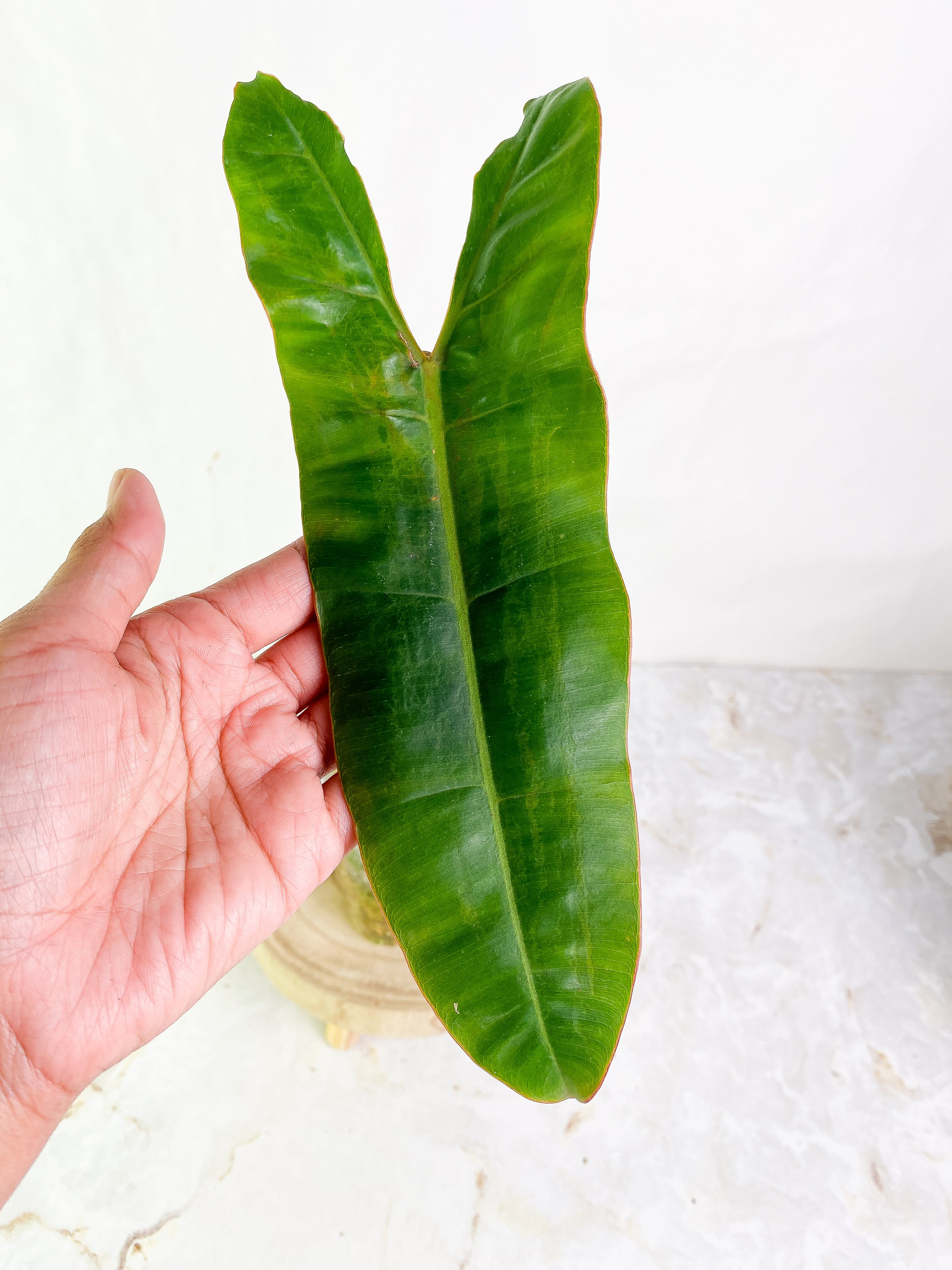 Philodendron Billietae 1 big leaf Rooted