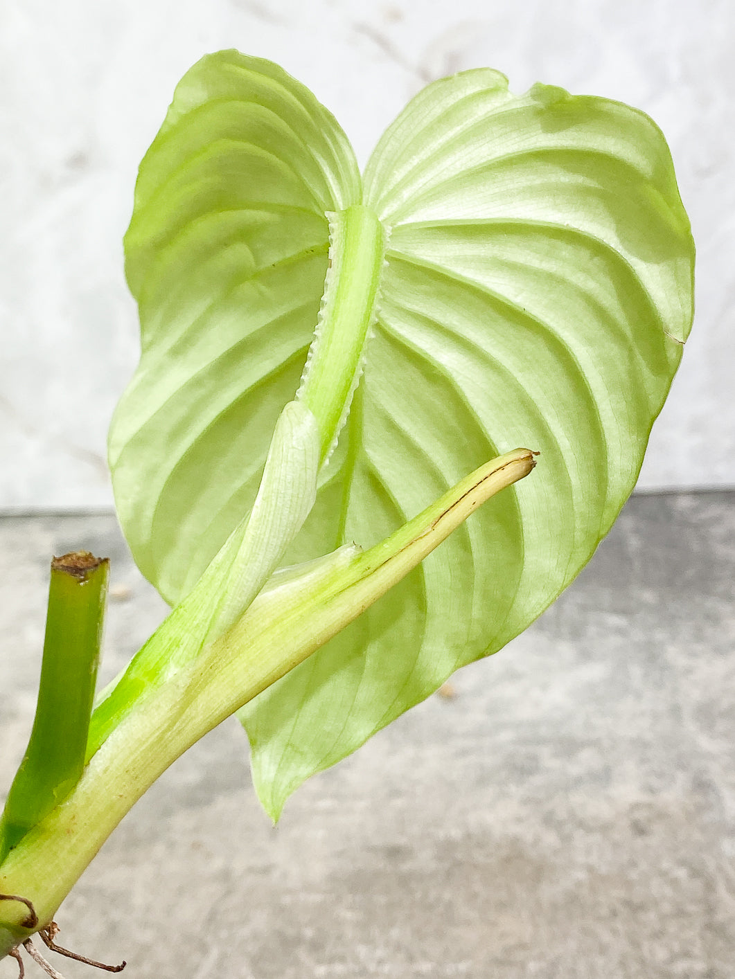 Philodendron Mamei silver cloud 1 leaf fully rooted