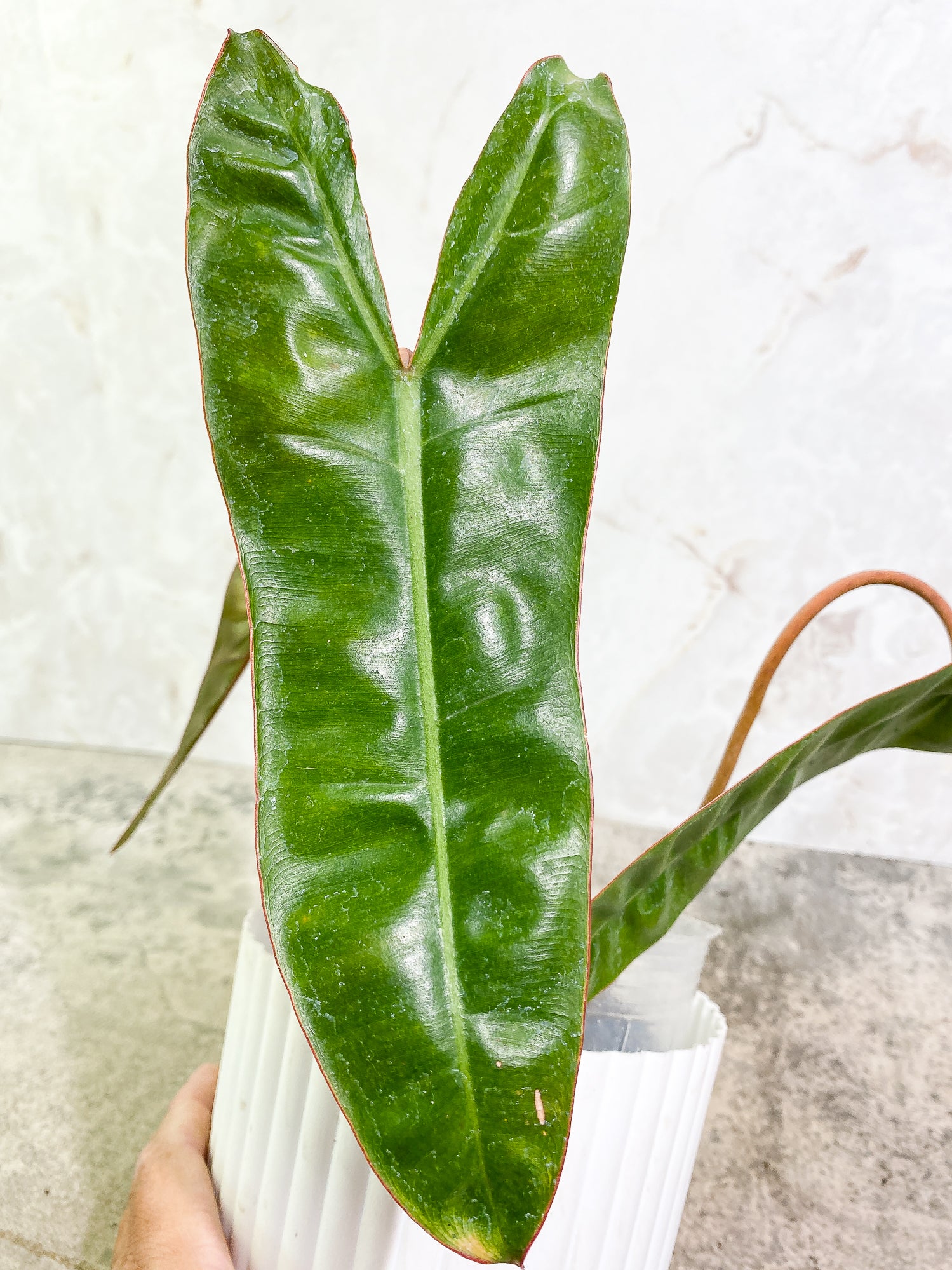 Philodendron Billietiae 3 leaves rooted