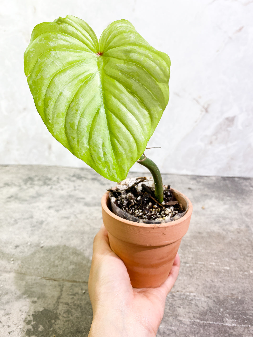 Philodendron Mamei silver cloud 1 leaf fully rooted