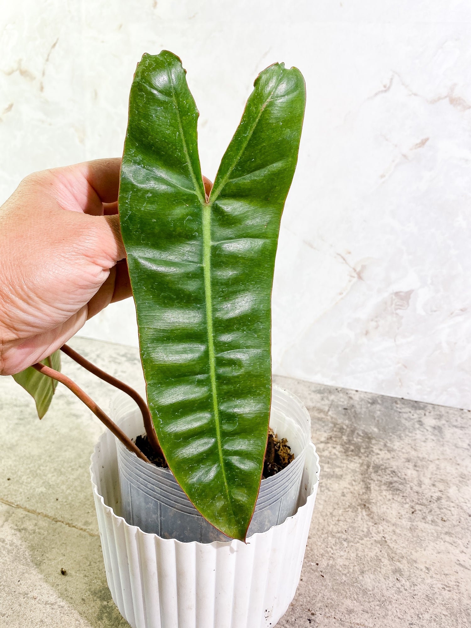 Philodendron Billietiae 3 leaves rooted