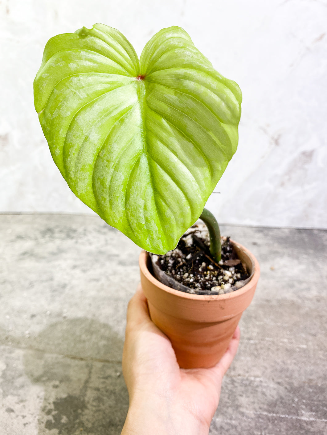 Philodendron Mamei silver cloud 1 leaf fully rooted