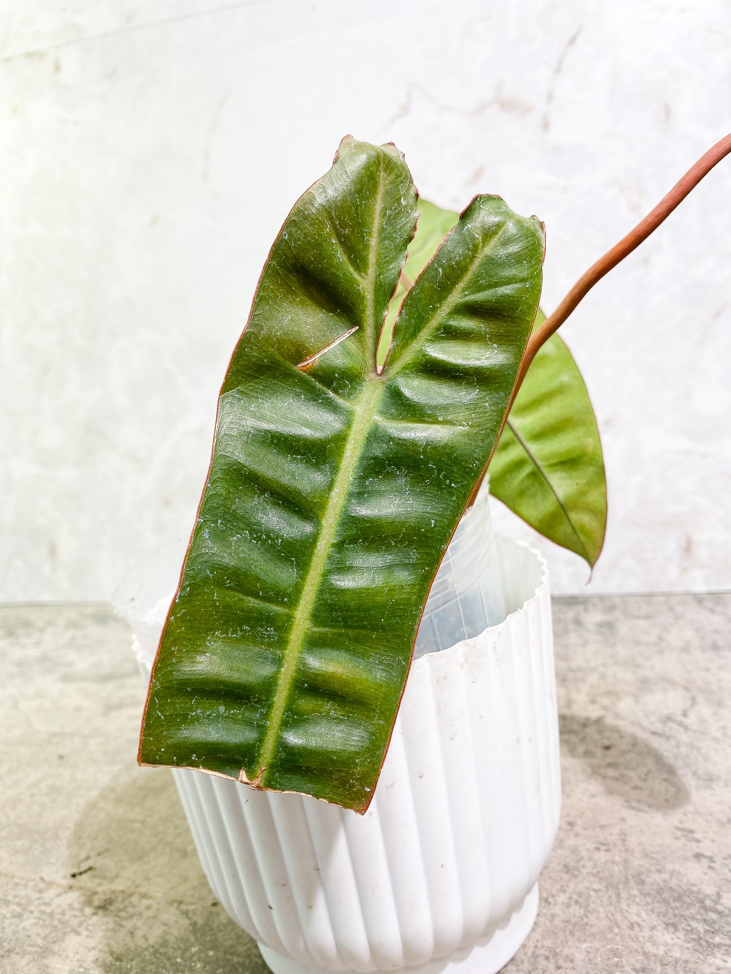 Philodendron Billietiae 3 leaves rooted