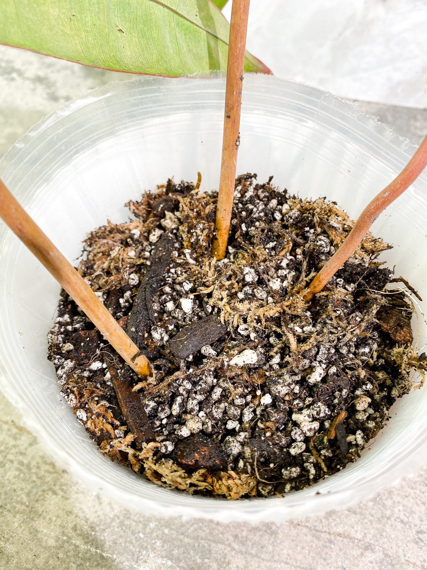 Philodendron Billietiae 3 leaves rooted