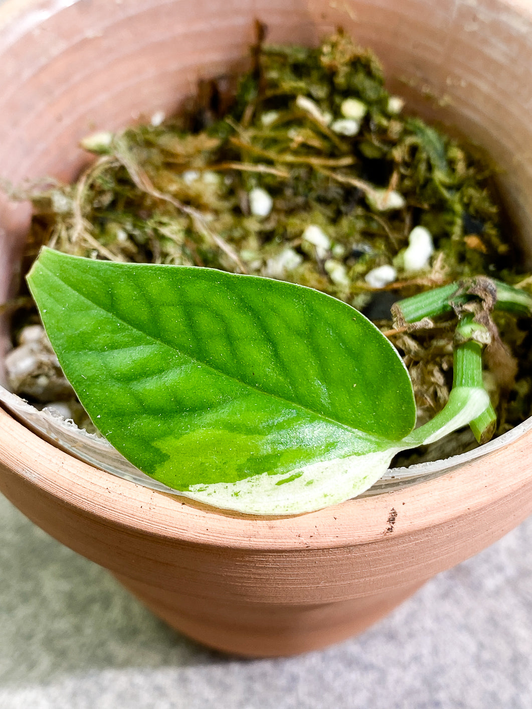 Epipremnum Pinnatum Marble 1 leaf rooted