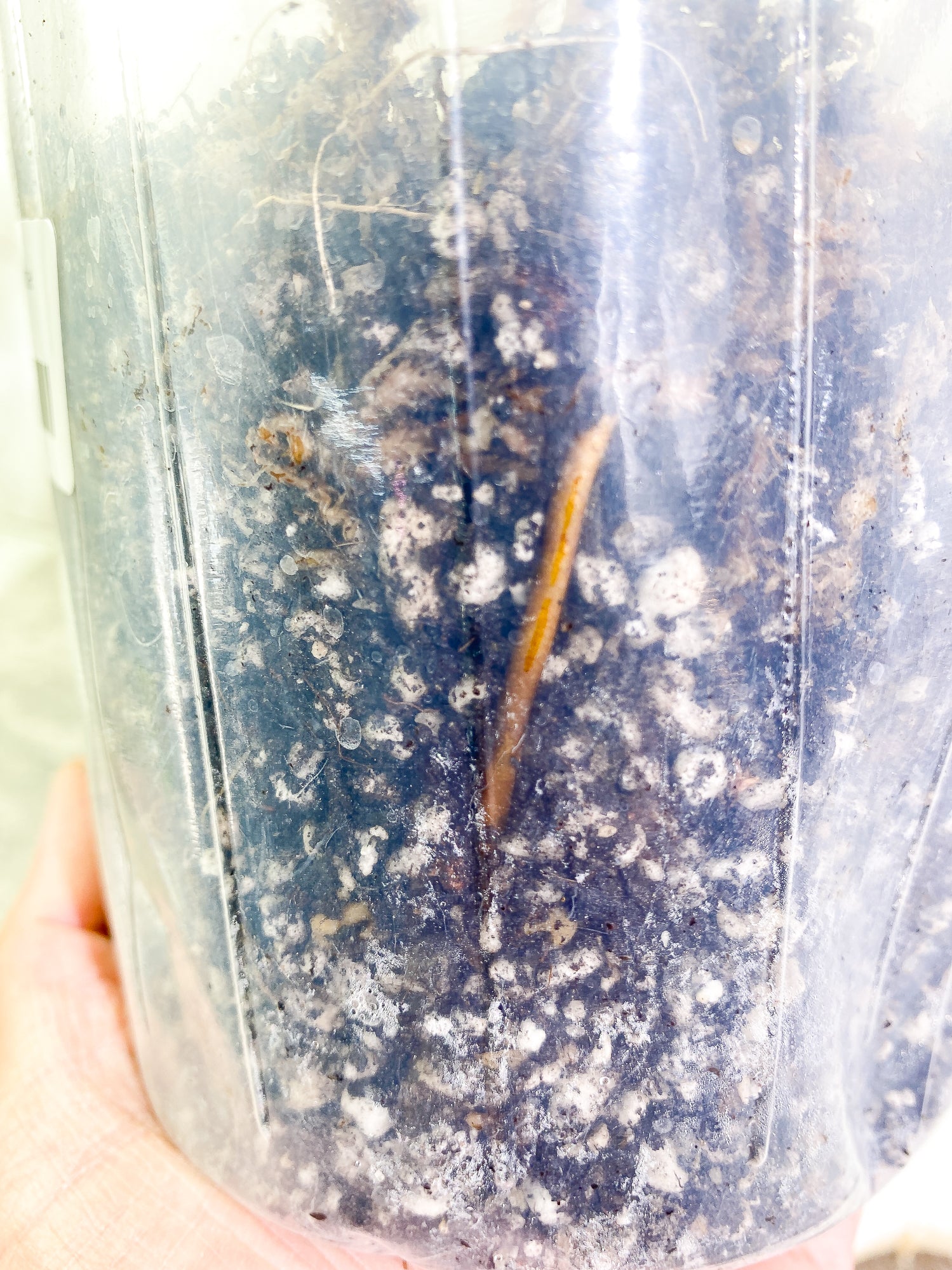 Philodendron Billietiae 3 leaves rooted