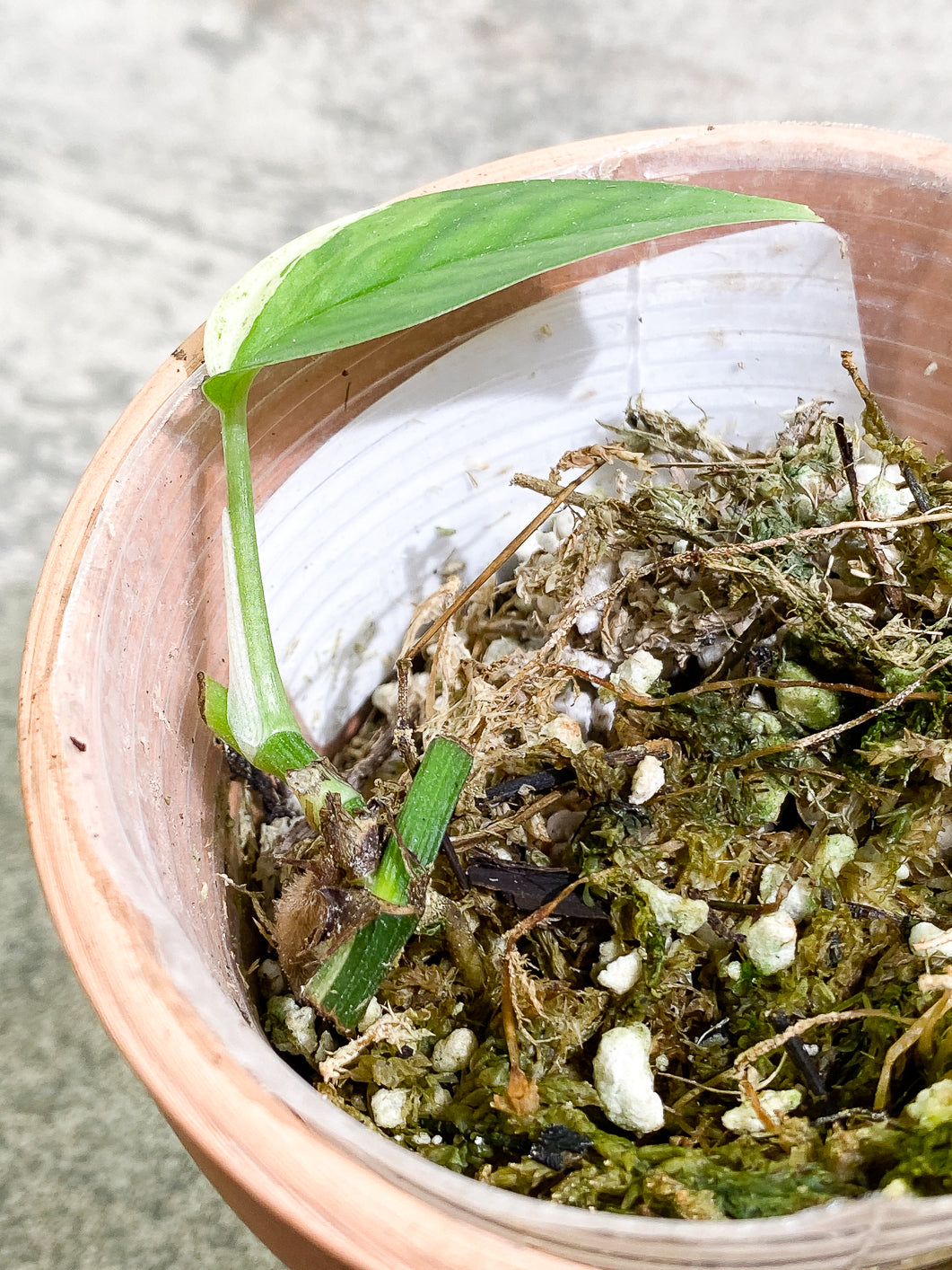 Epipremnum Pinnatum Marble 1 leaf rooted