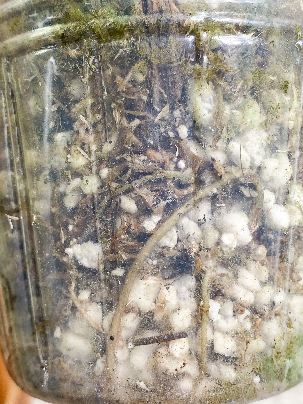 Epipremnum Pinnatum Marble 1 leaf rooted