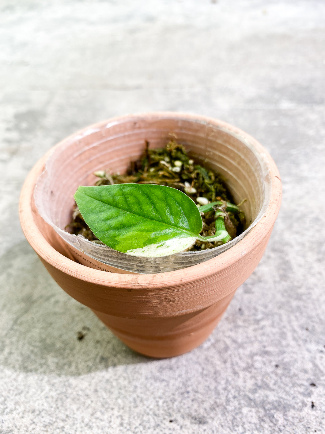 Epipremnum Pinnatum Marble 1 leaf rooted