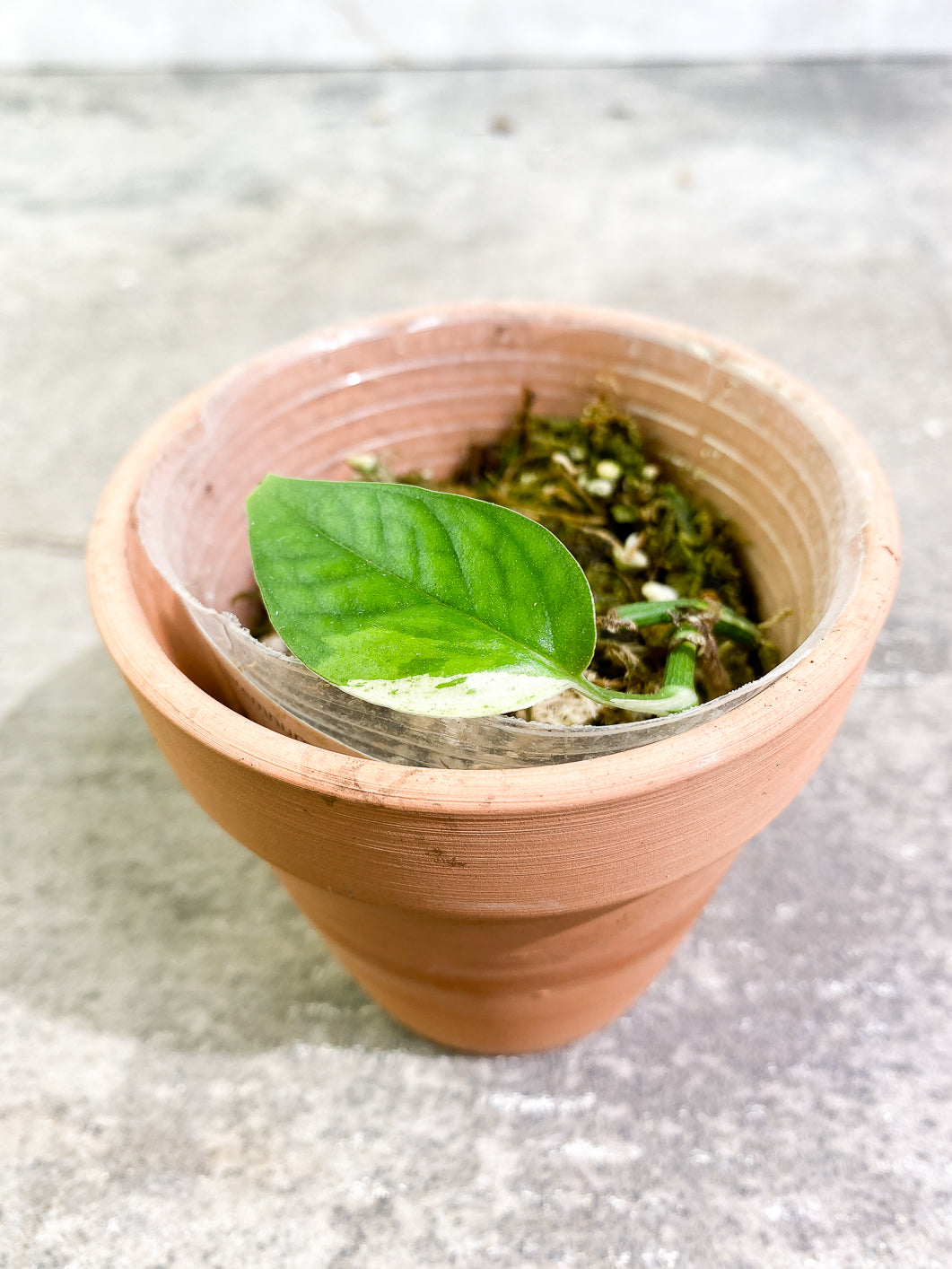 Epipremnum Pinnatum Marble 1 leaf rooted