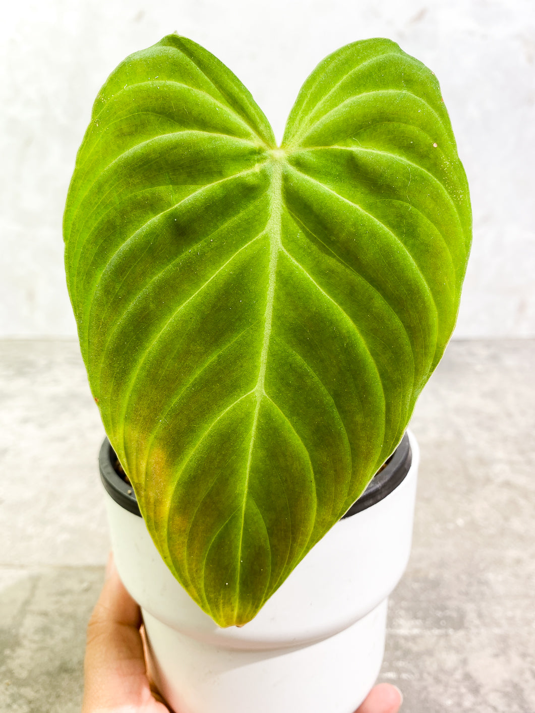 Philodendron Splendid 2 leaves rooted