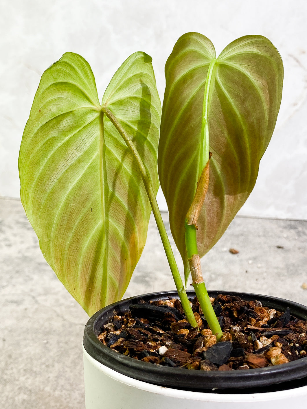 Philodendron Splendid 2 leaves rooted