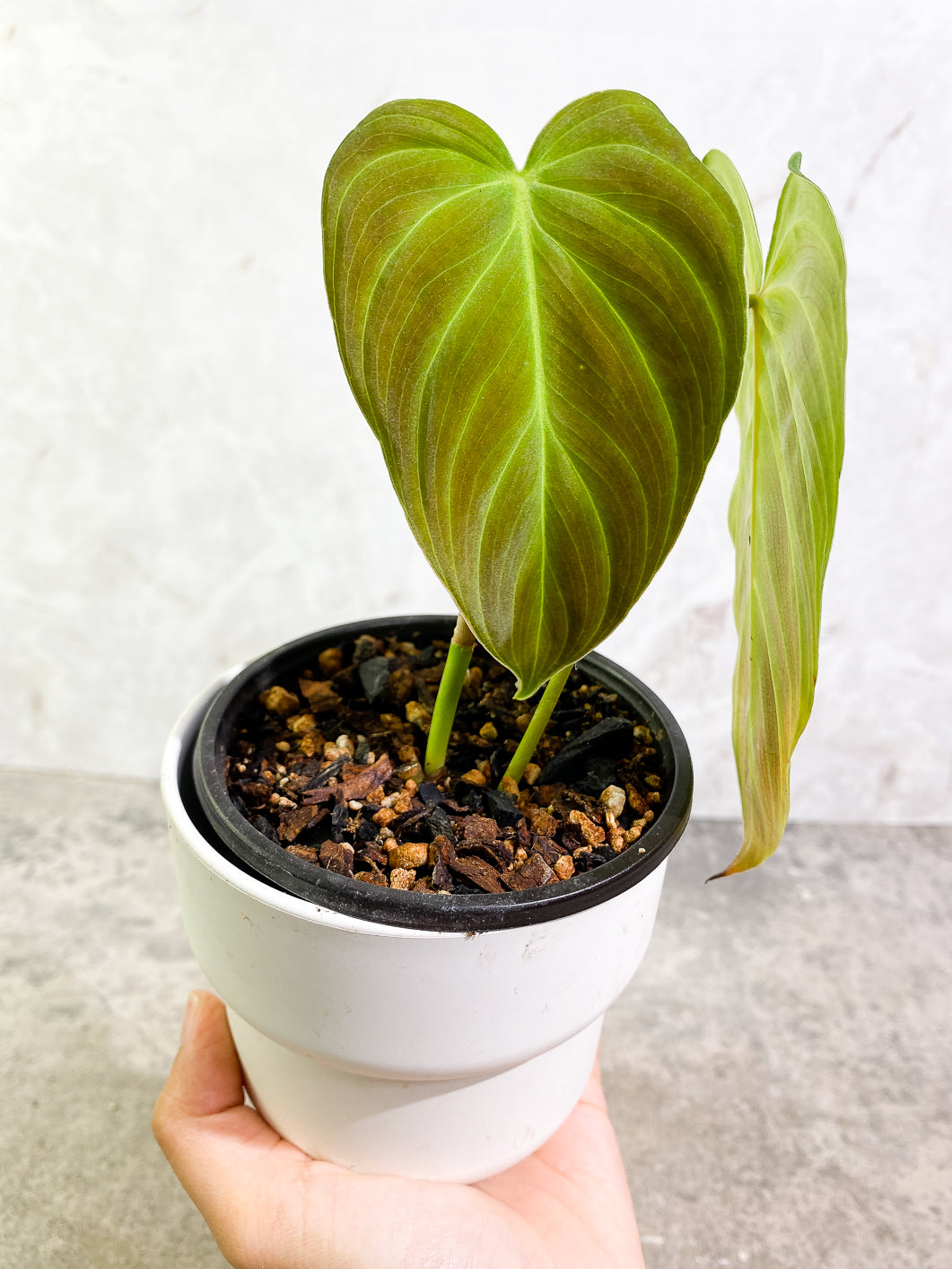 Philodendron Splendid 2 leaves rooted