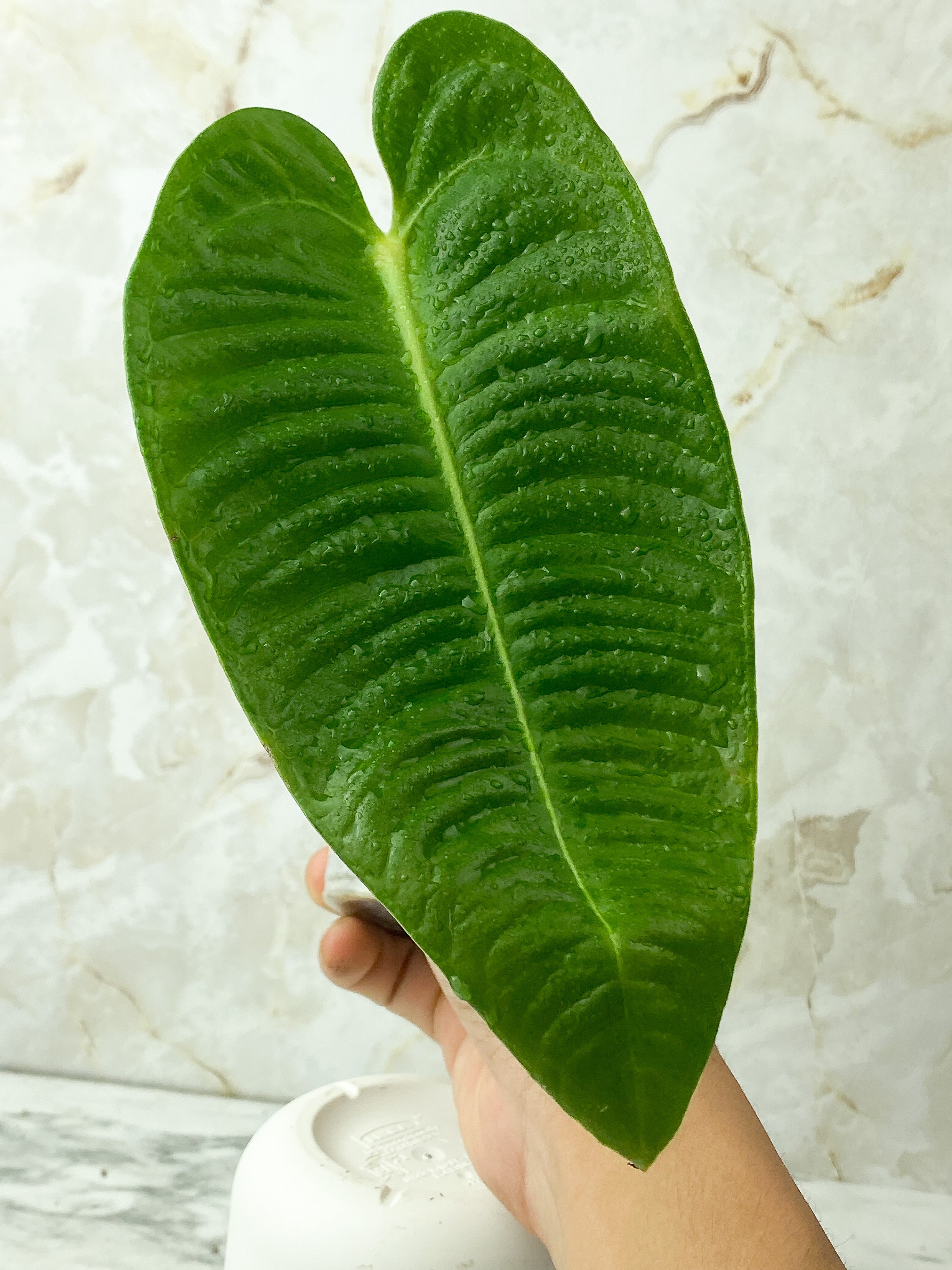 Reserved: Anthurium veitchii king rooting