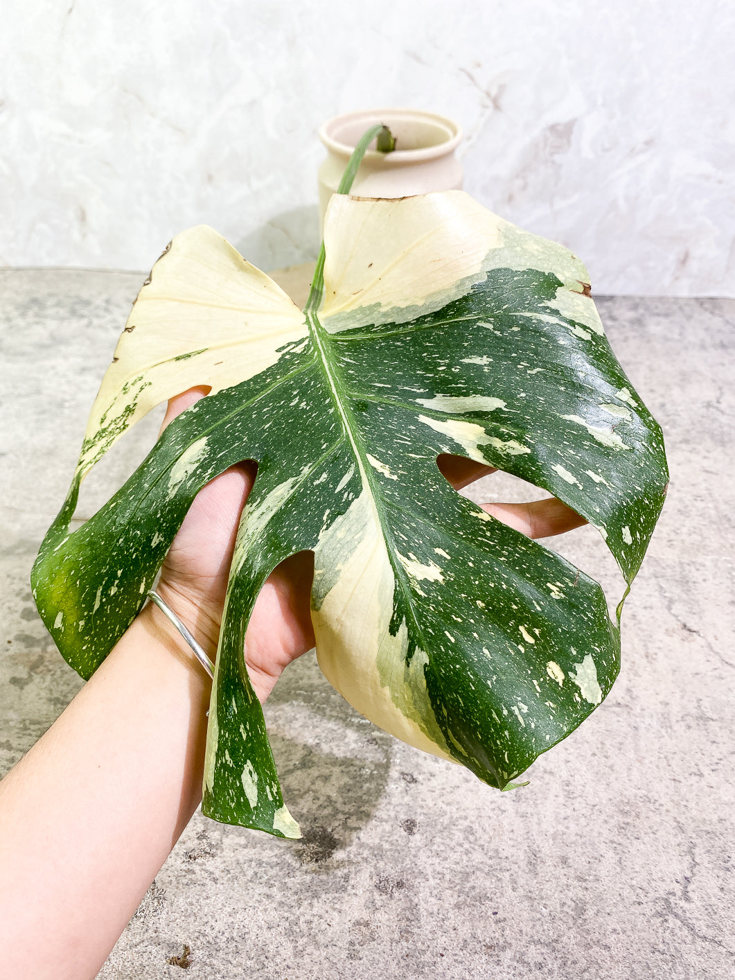 Monstera Thai Constellation 1 leaf 1sprout rooting
