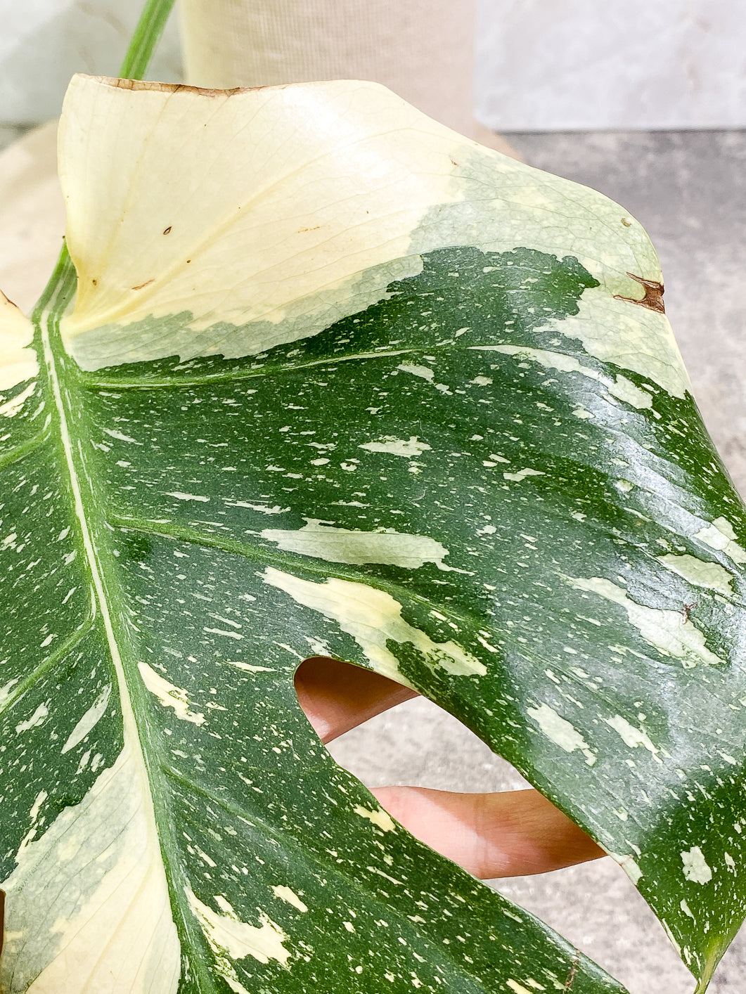 Monstera Thai Constellation 1 leaf 1sprout rooting