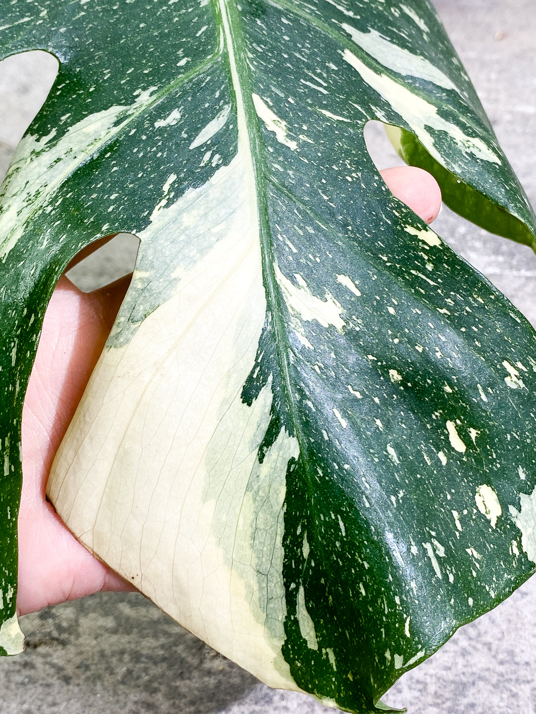 Monstera Thai Constellation 1 leaf 1sprout rooting