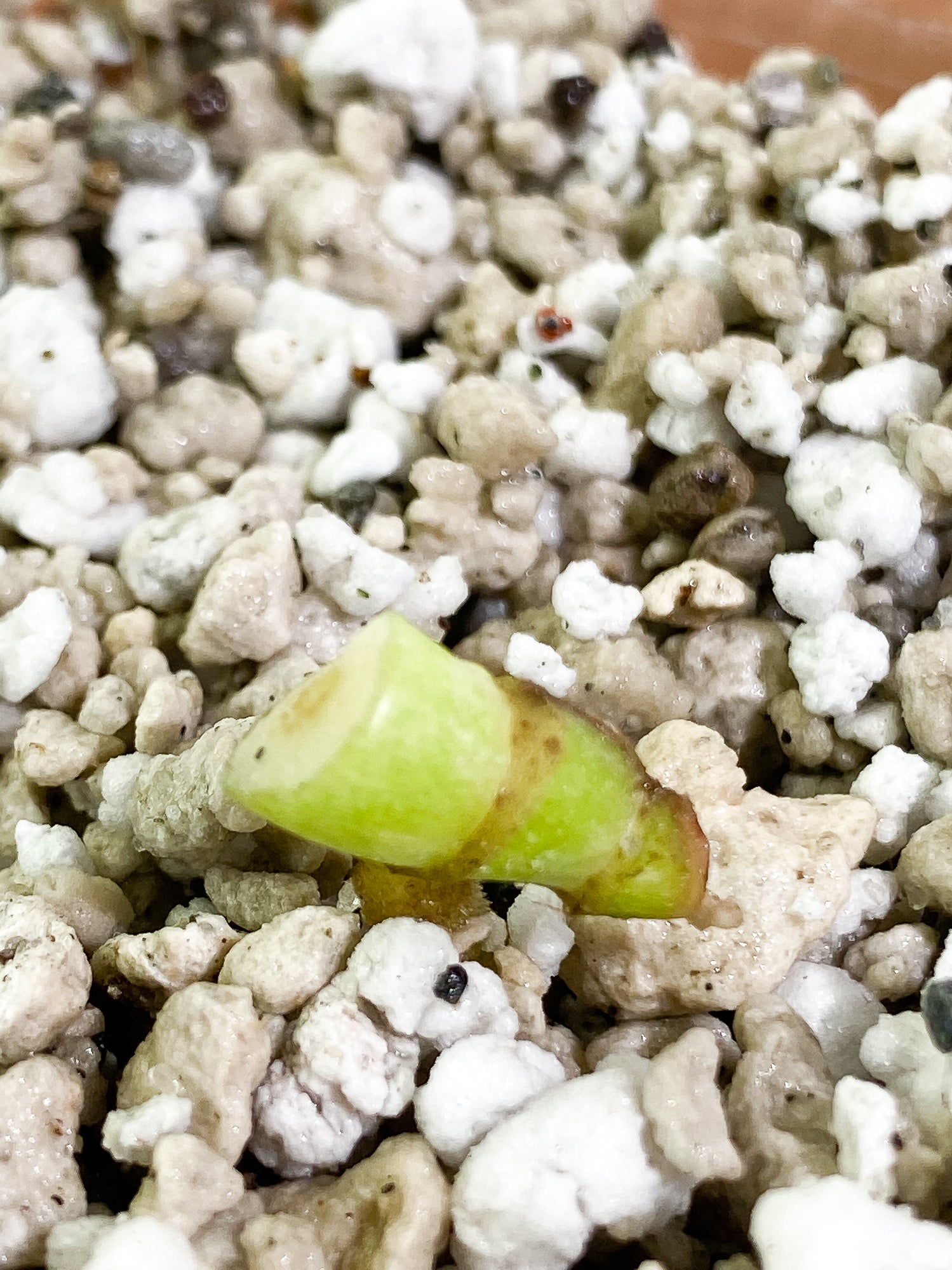 Monstera Thai Constellation Rooting node