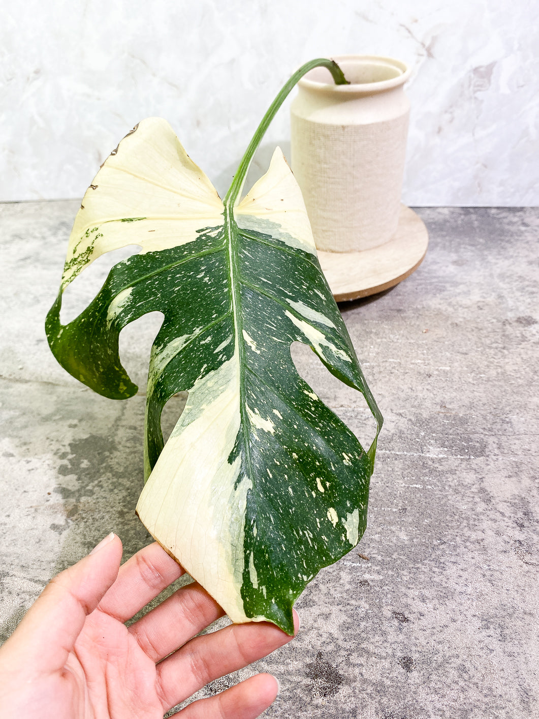 Monstera Thai Constellation 1 leaf 1sprout rooting