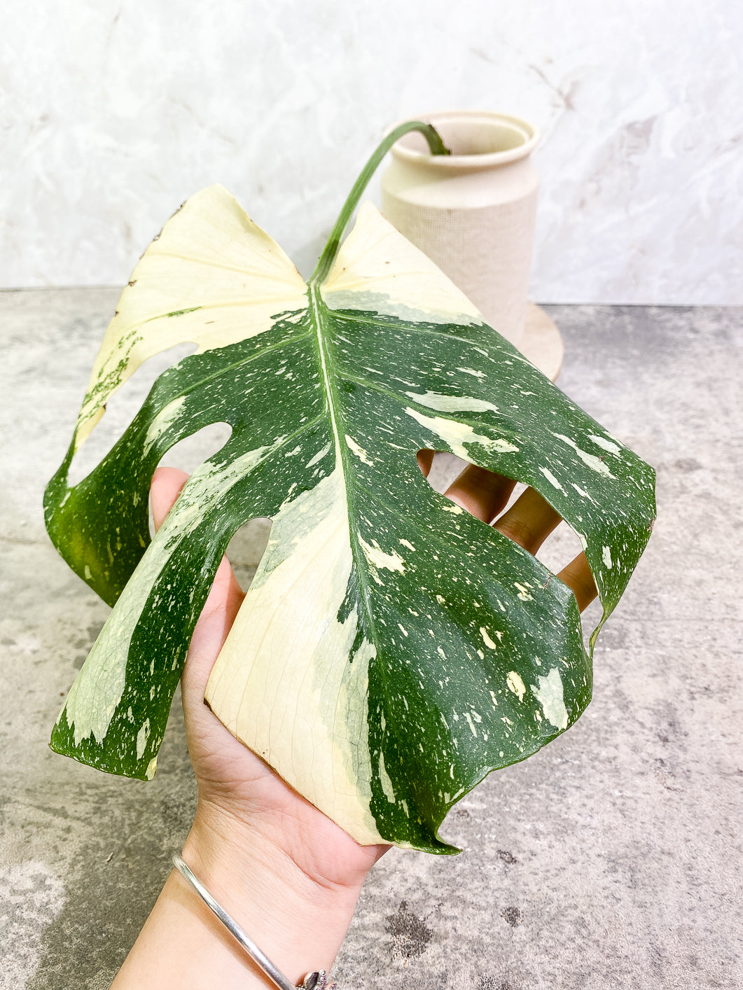 Monstera Thai Constellation 1 leaf 1sprout rooting