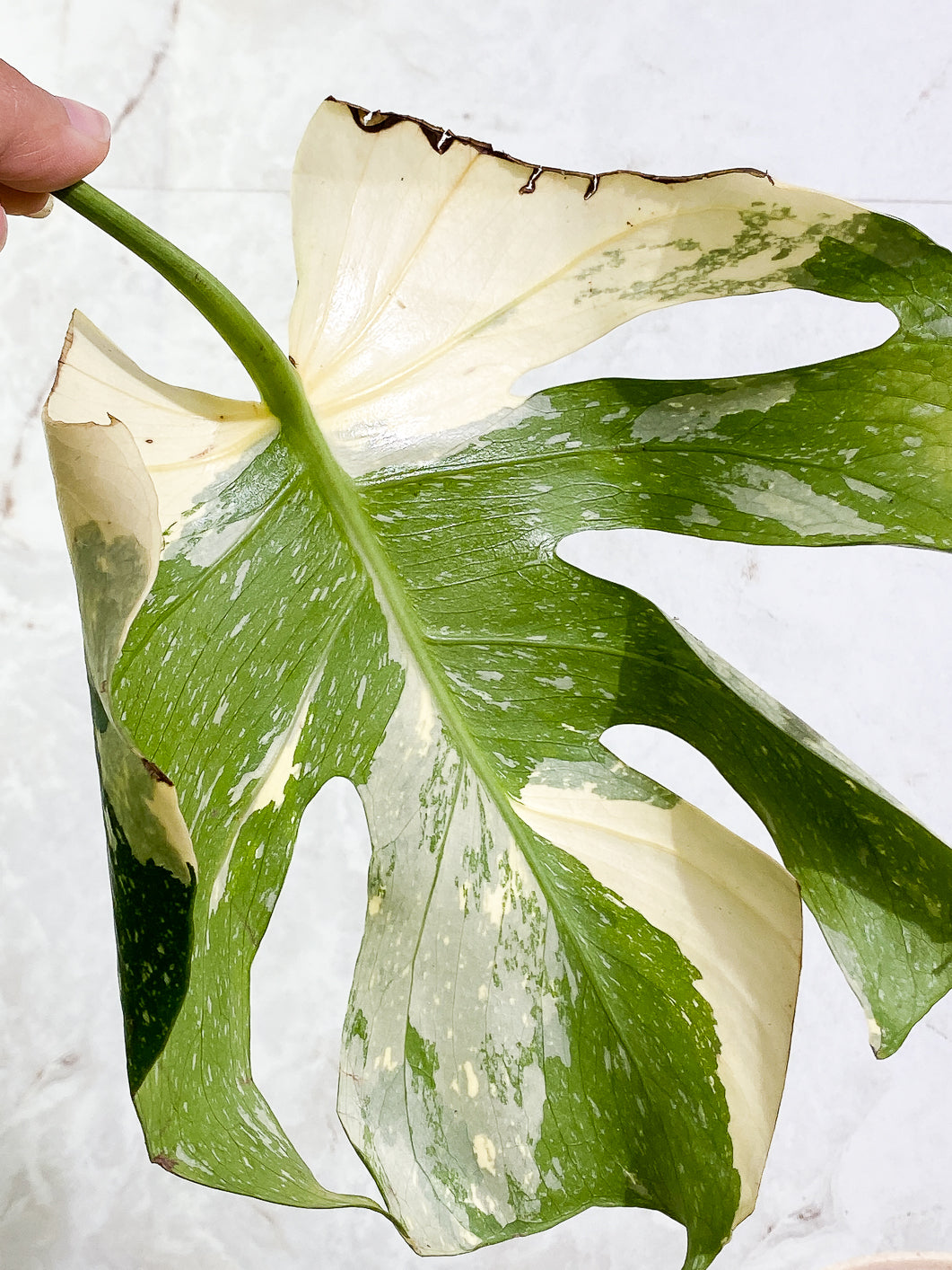 Monstera Thai Constellation 1 leaf 1sprout rooting