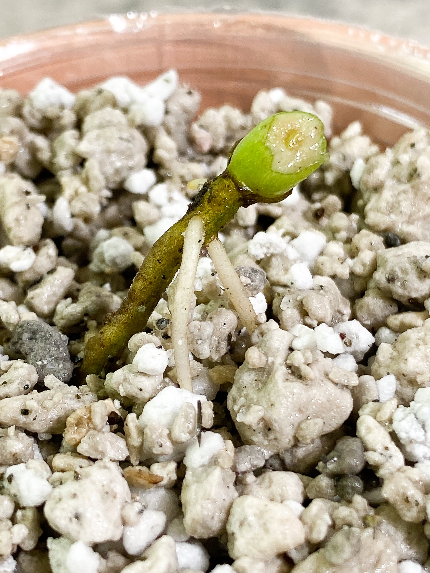 Monstera Thai Constellation Slightly Rooted small node