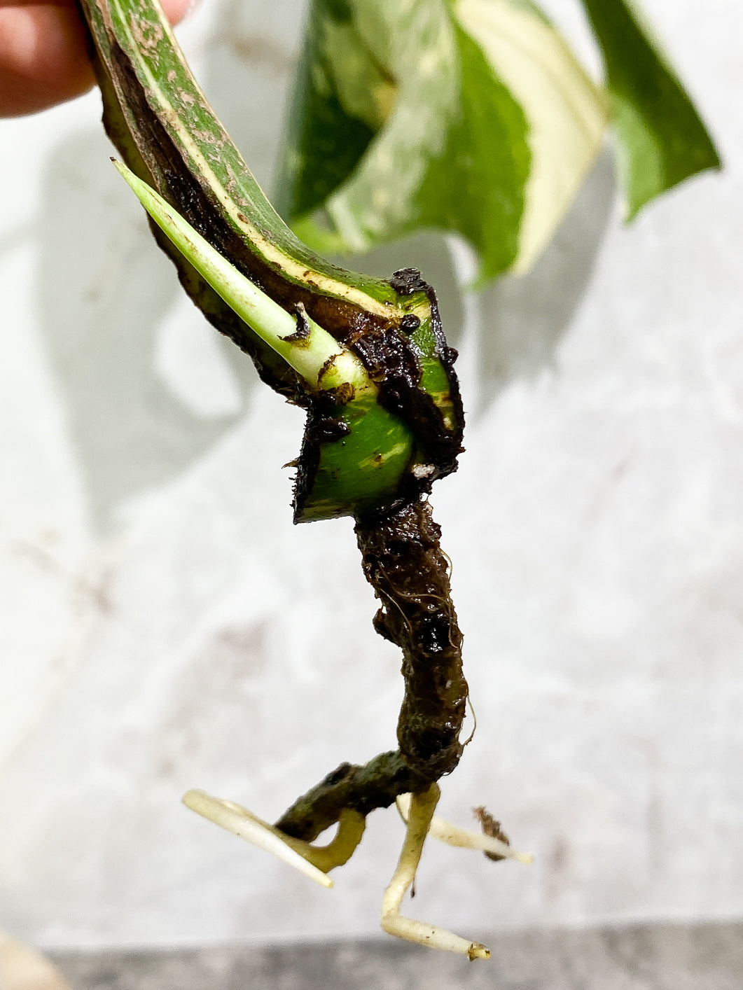 Monstera Thai Constellation 1 leaf 1sprout rooting