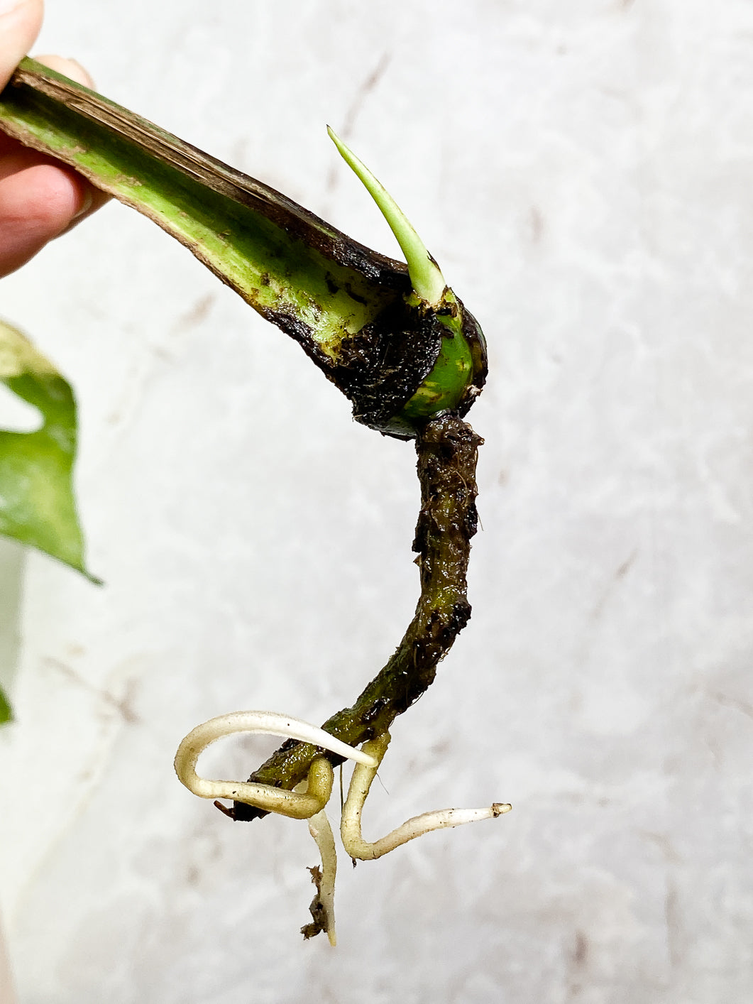 Monstera Thai Constellation 1 leaf 1sprout rooting