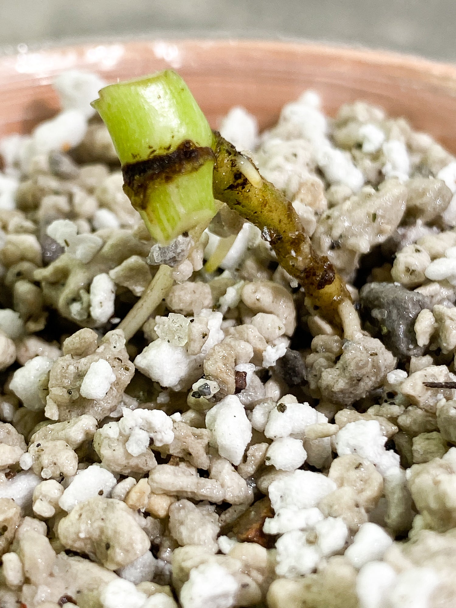 Monstera Thai Constellation Slightly Rooted small node