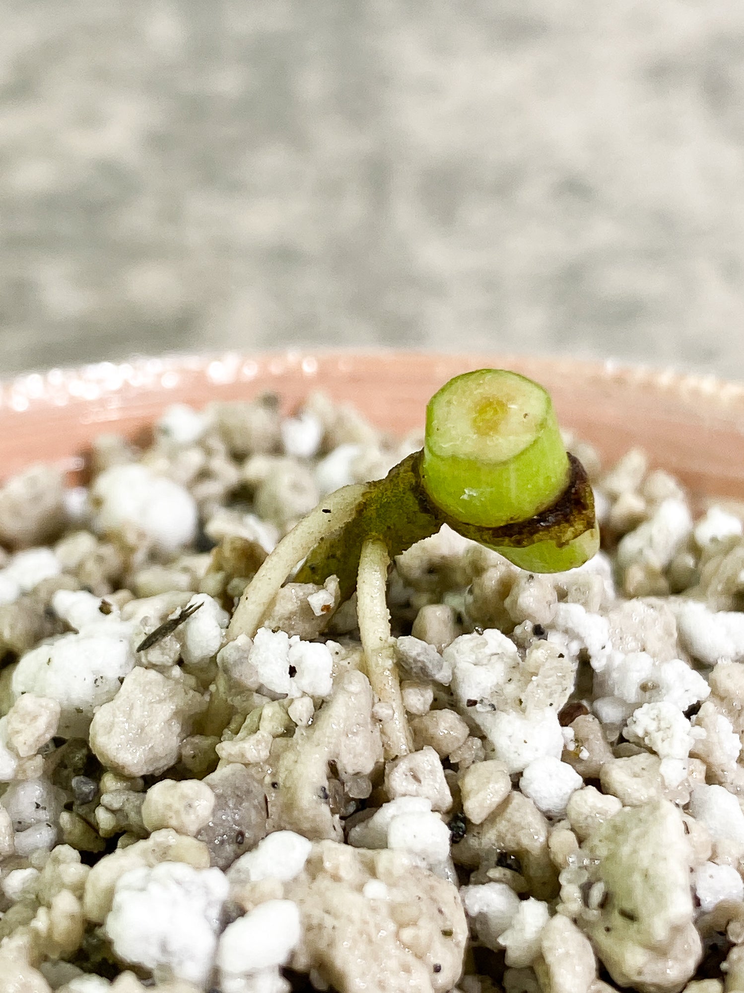 Monstera Thai Constellation Slightly Rooted small node
