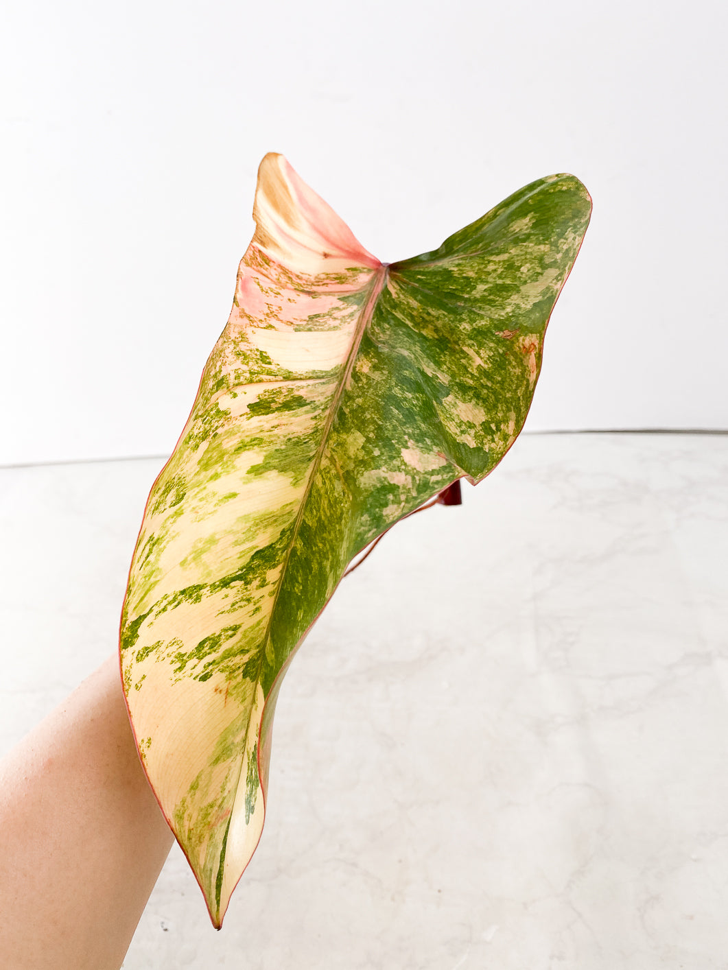 Philodendron Strawberry Shake 1 leaf