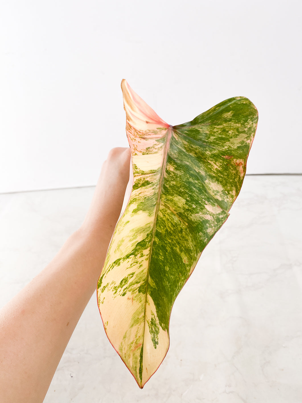 Philodendron Strawberry Shake 1 leaf