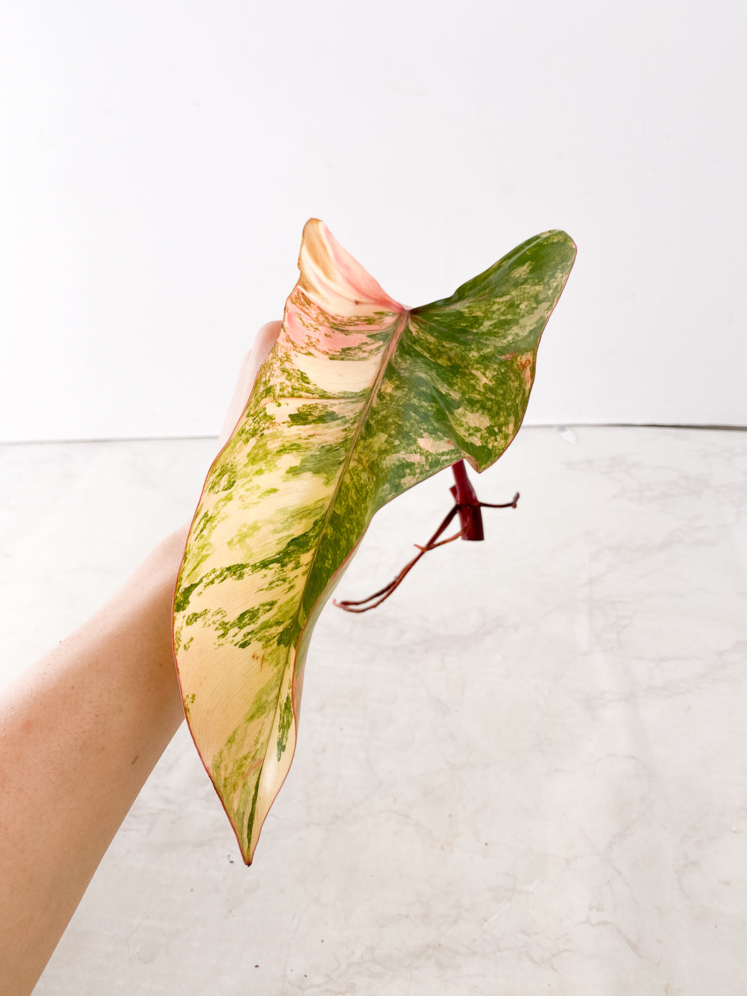 Philodendron Strawberry Shake 1 leaf