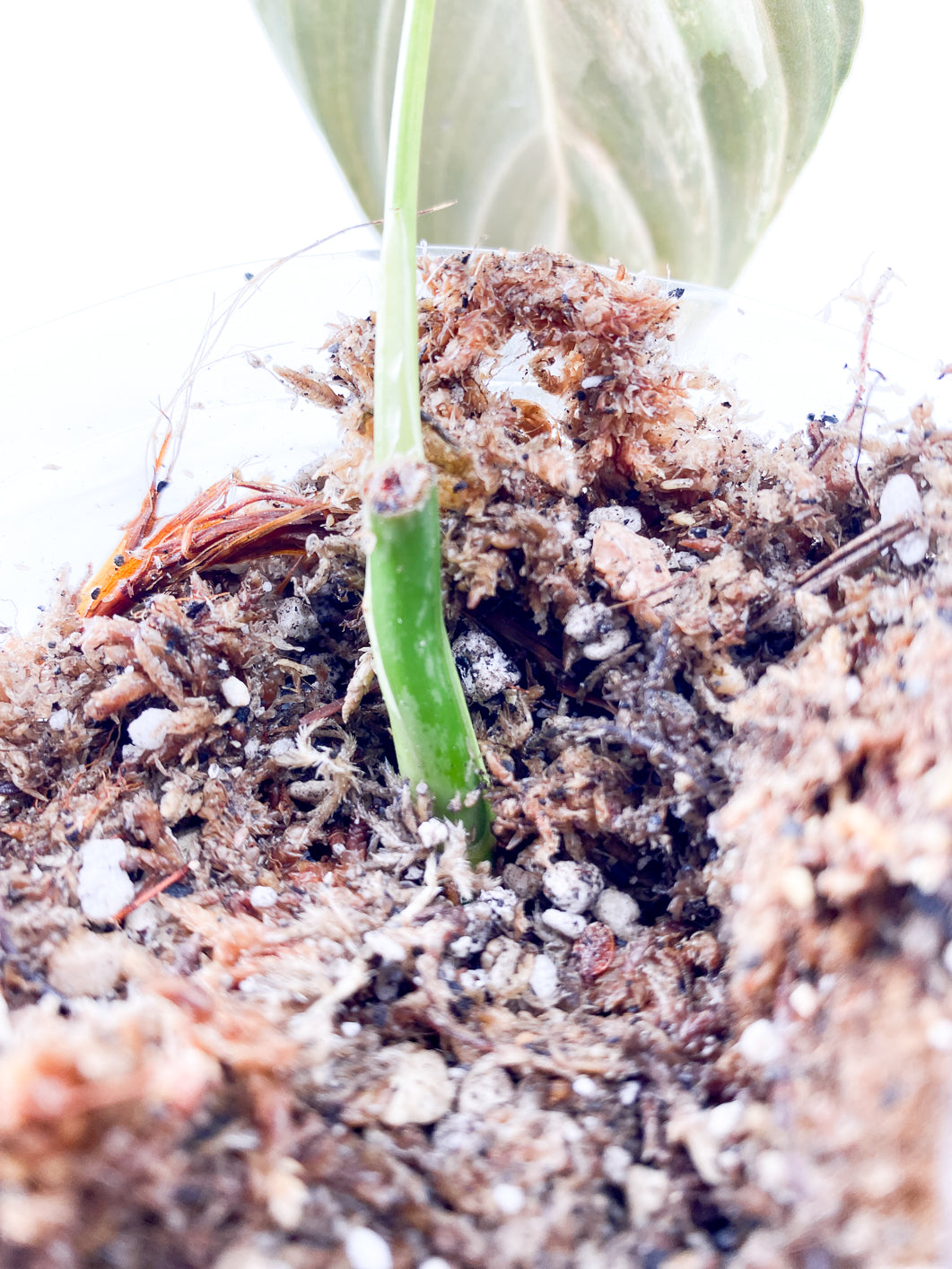 Philodendron Melanochrysum variegated Slightly Rooted 1 leaf