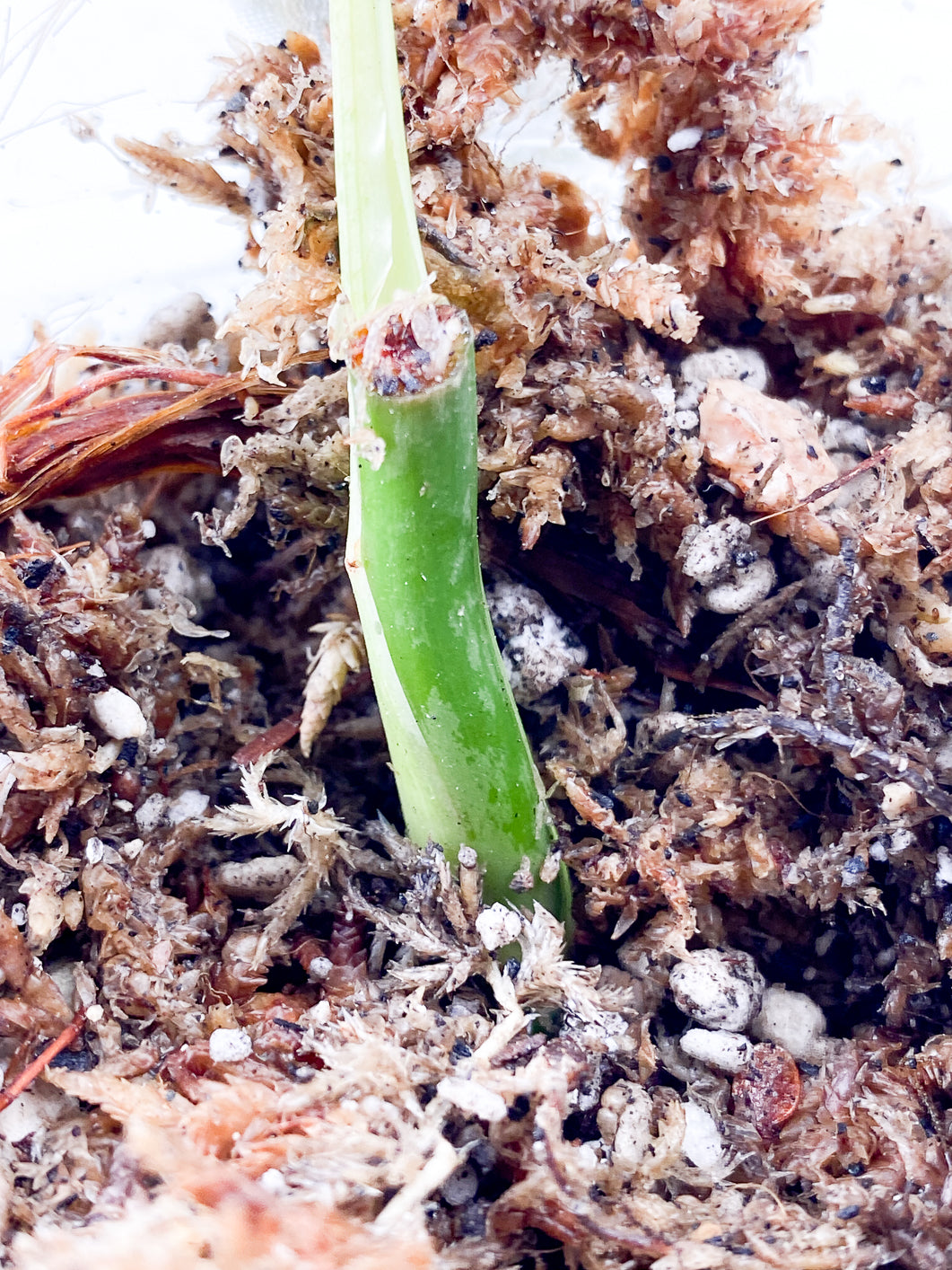 Philodendron Melanochrysum variegated Slightly Rooted 1 leaf