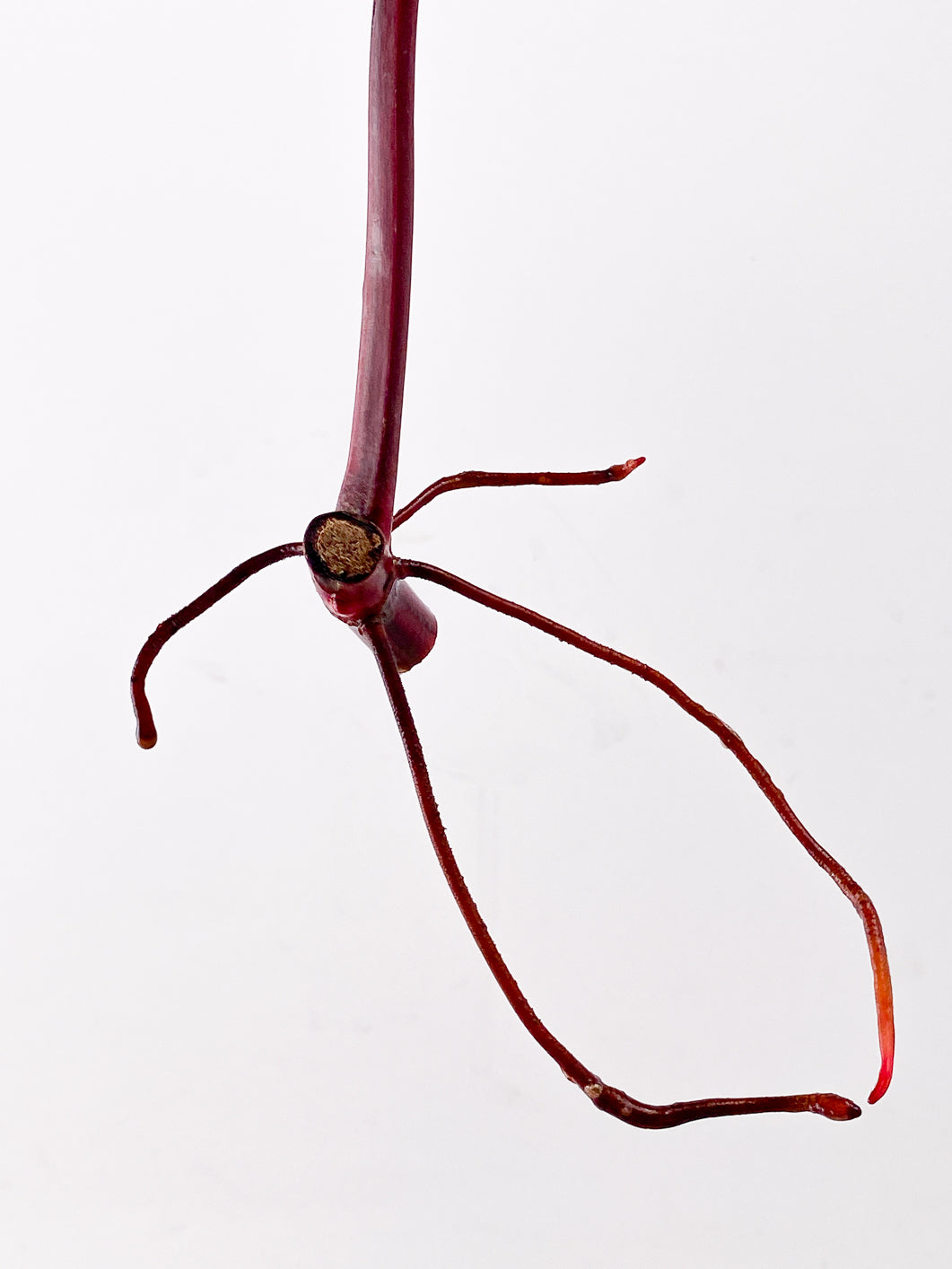 Philodendron Strawberry Shake 1 leaf
