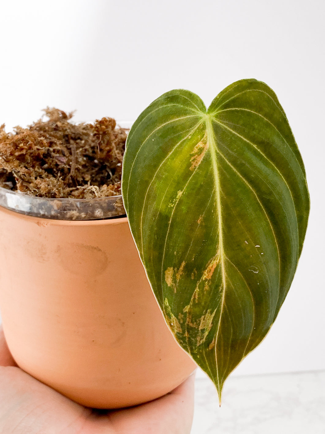 Philodendron Melanochrysum variegated Slightly Rooted 1 leaf