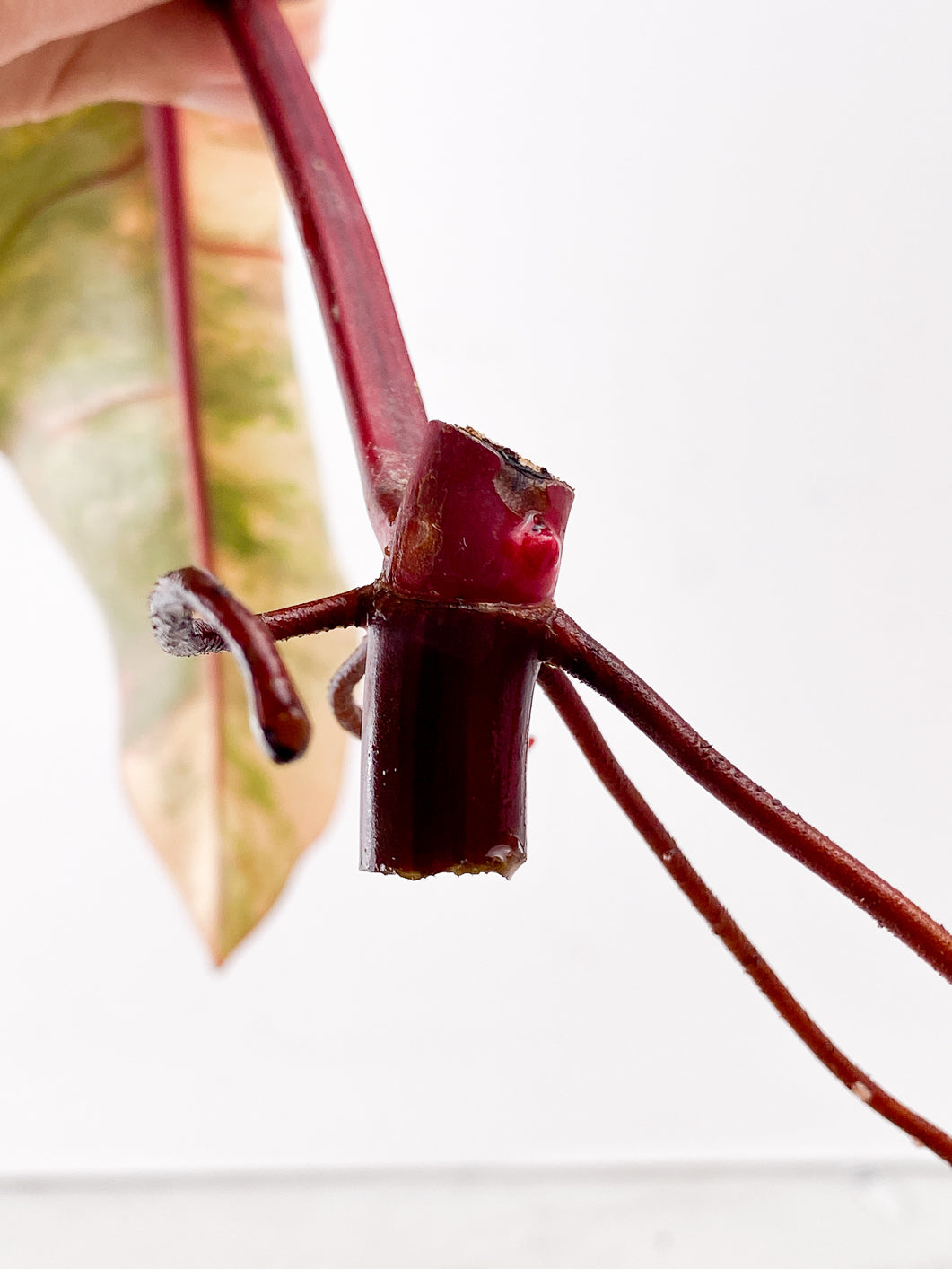 Philodendron Strawberry Shake 1 leaf