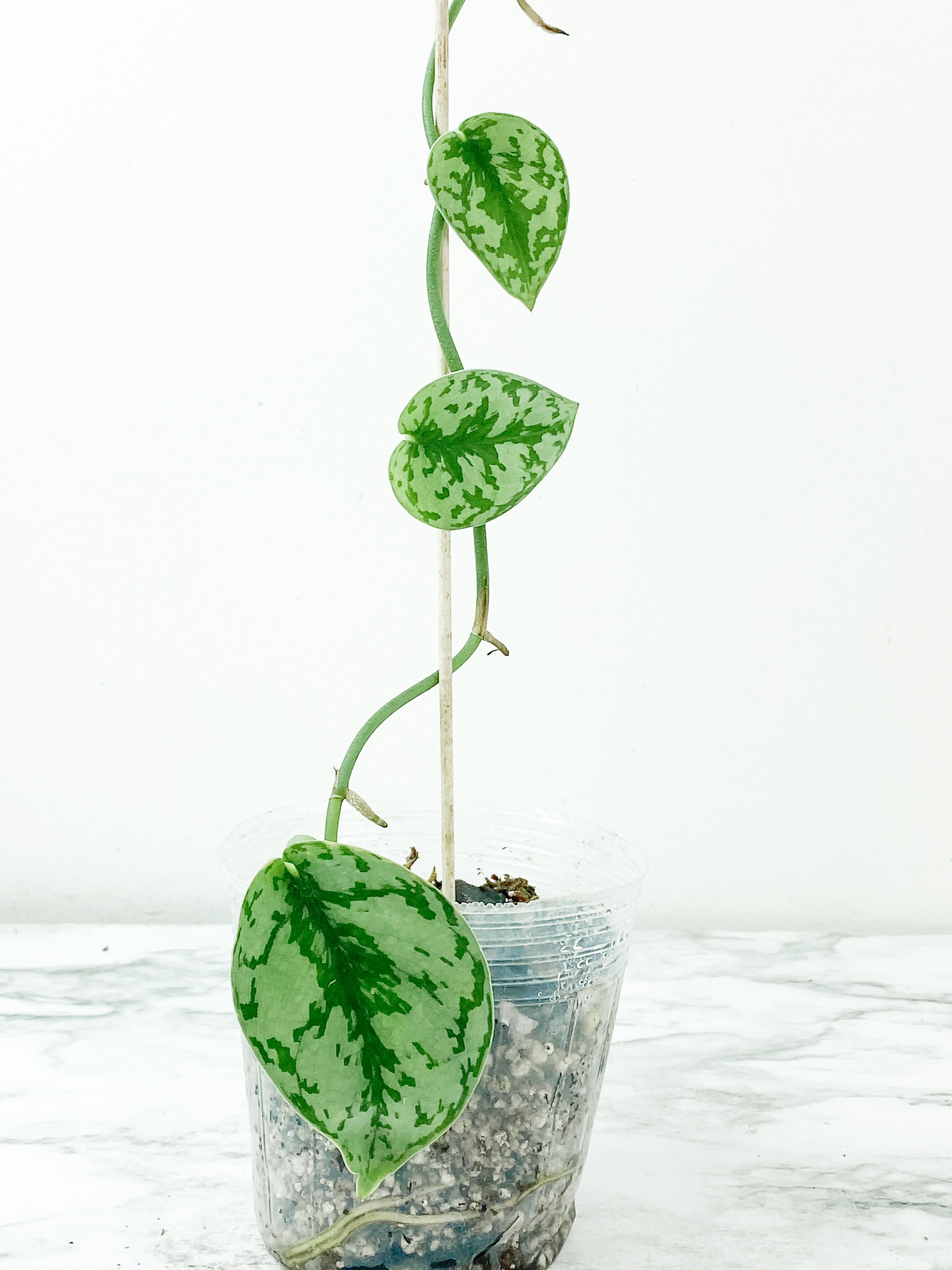 Scindapsus Silver Lady rooted 3 leaves and 1 more on the way. Rooted