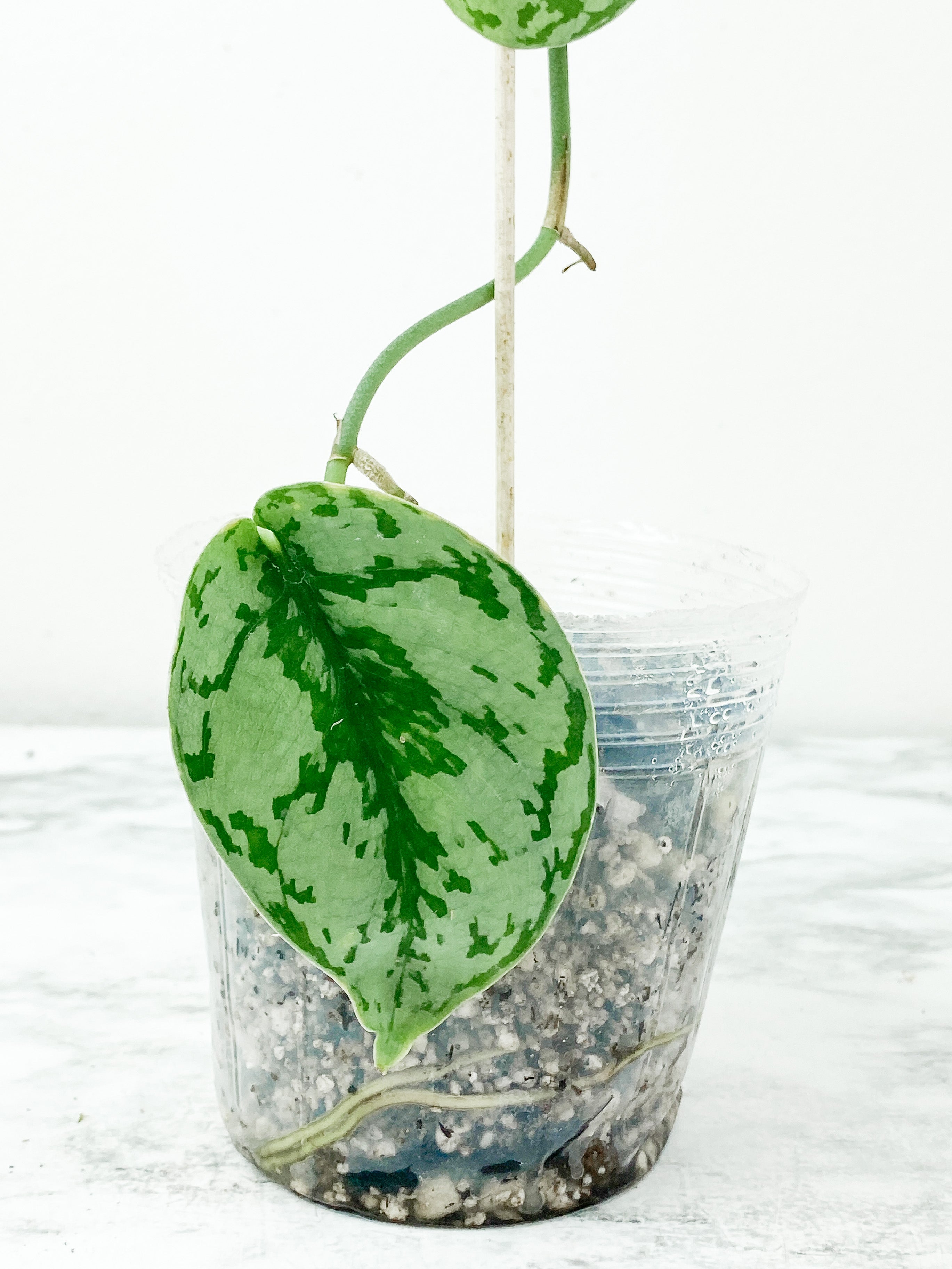 Scindapsus Silver Lady rooted 3 leaves and 1 more on the way. Rooted