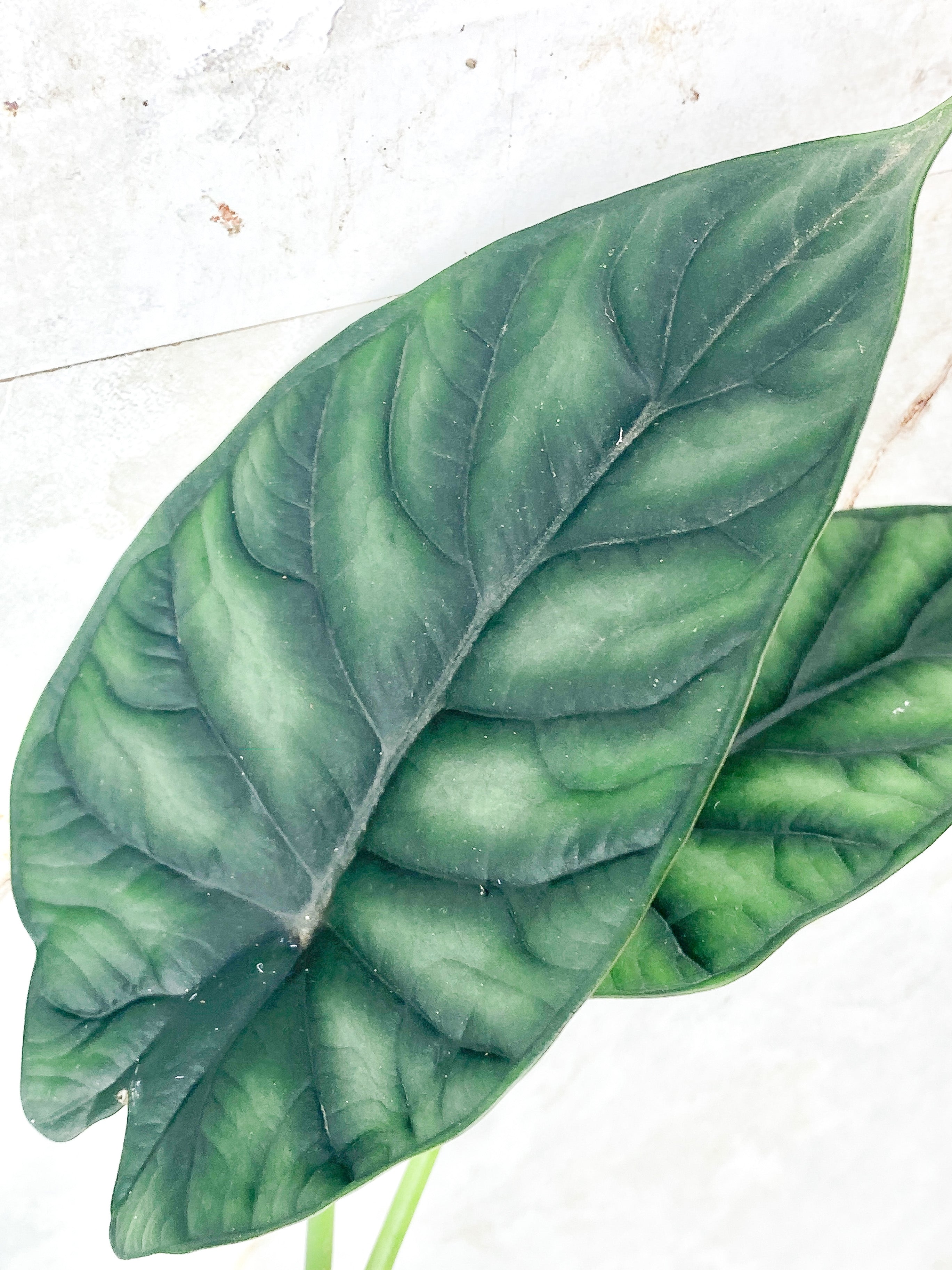 Reserved: Alocasia Dragon Scale