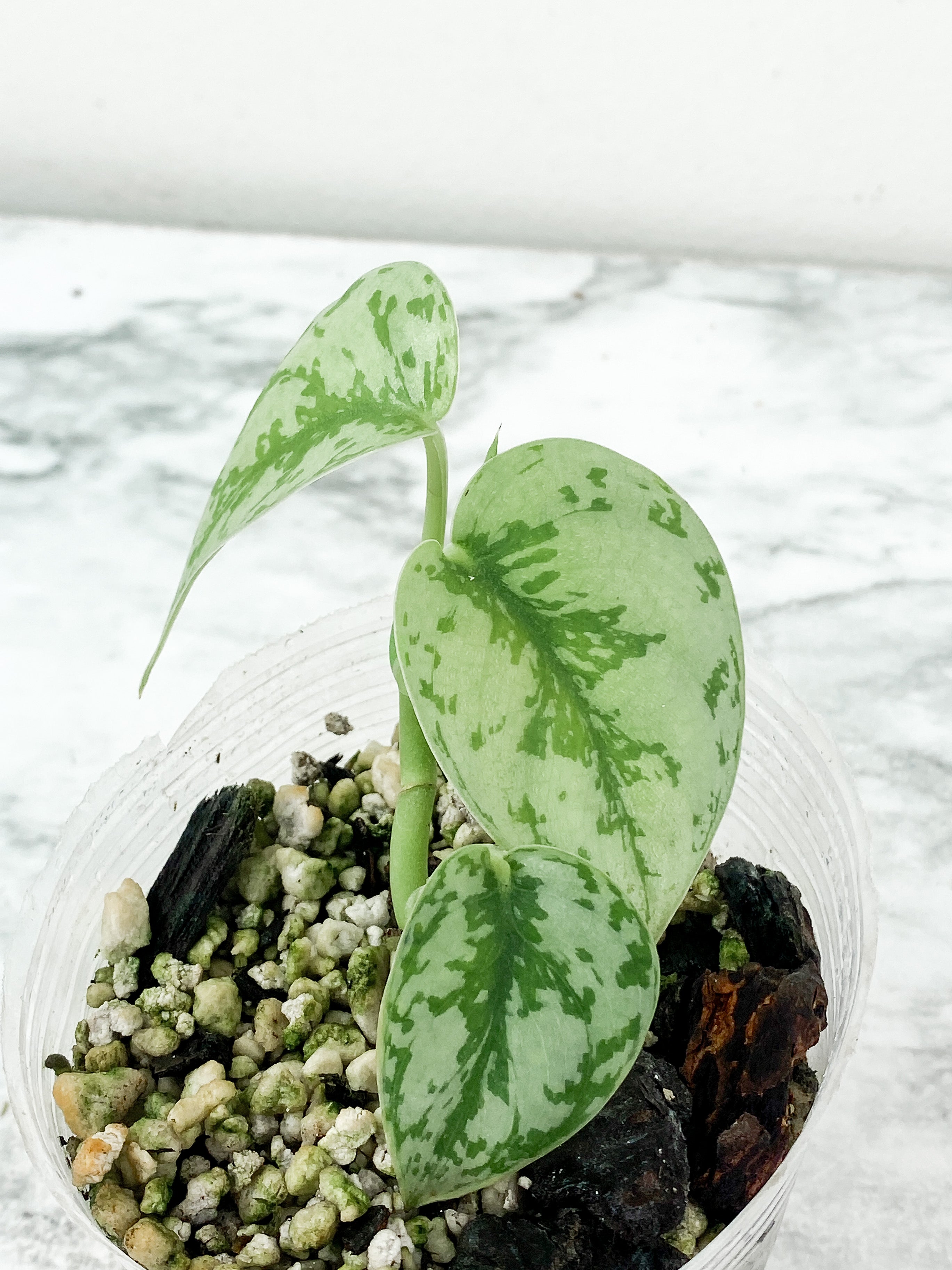 Scindapsus Silver Lady rooted 3 leaves and 1 more on the way. Rooted
