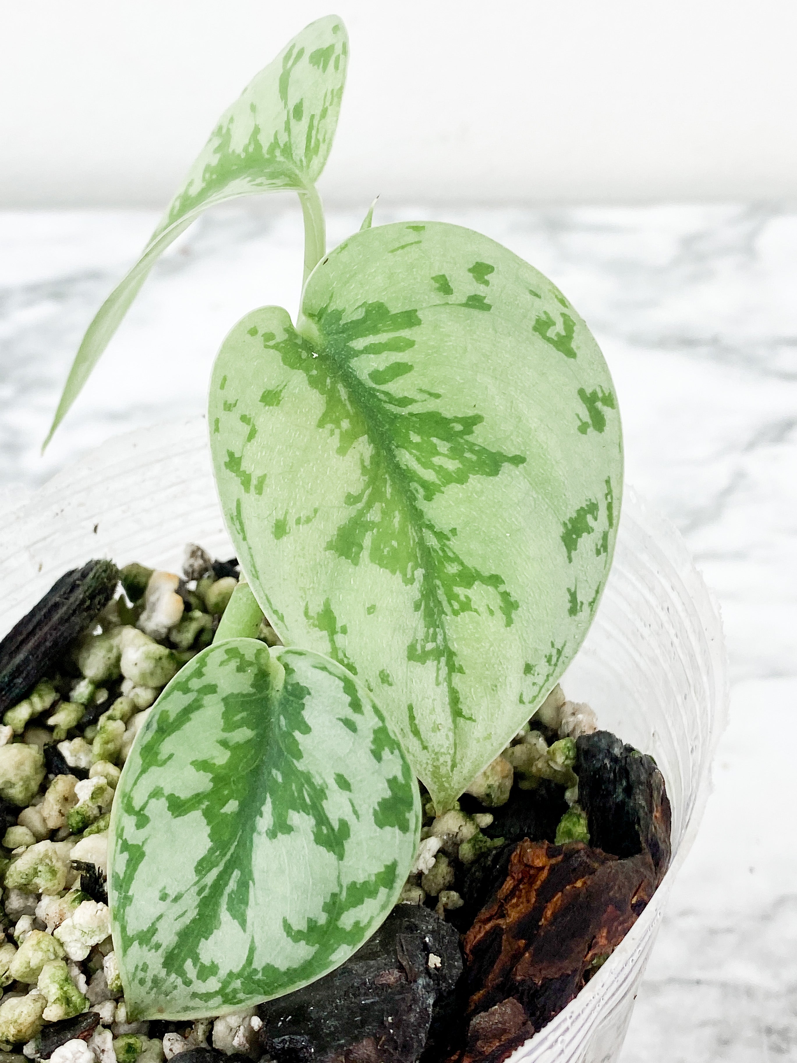 Scindapsus Silver Lady rooted 3 leaves and 1 more on the way. Rooted