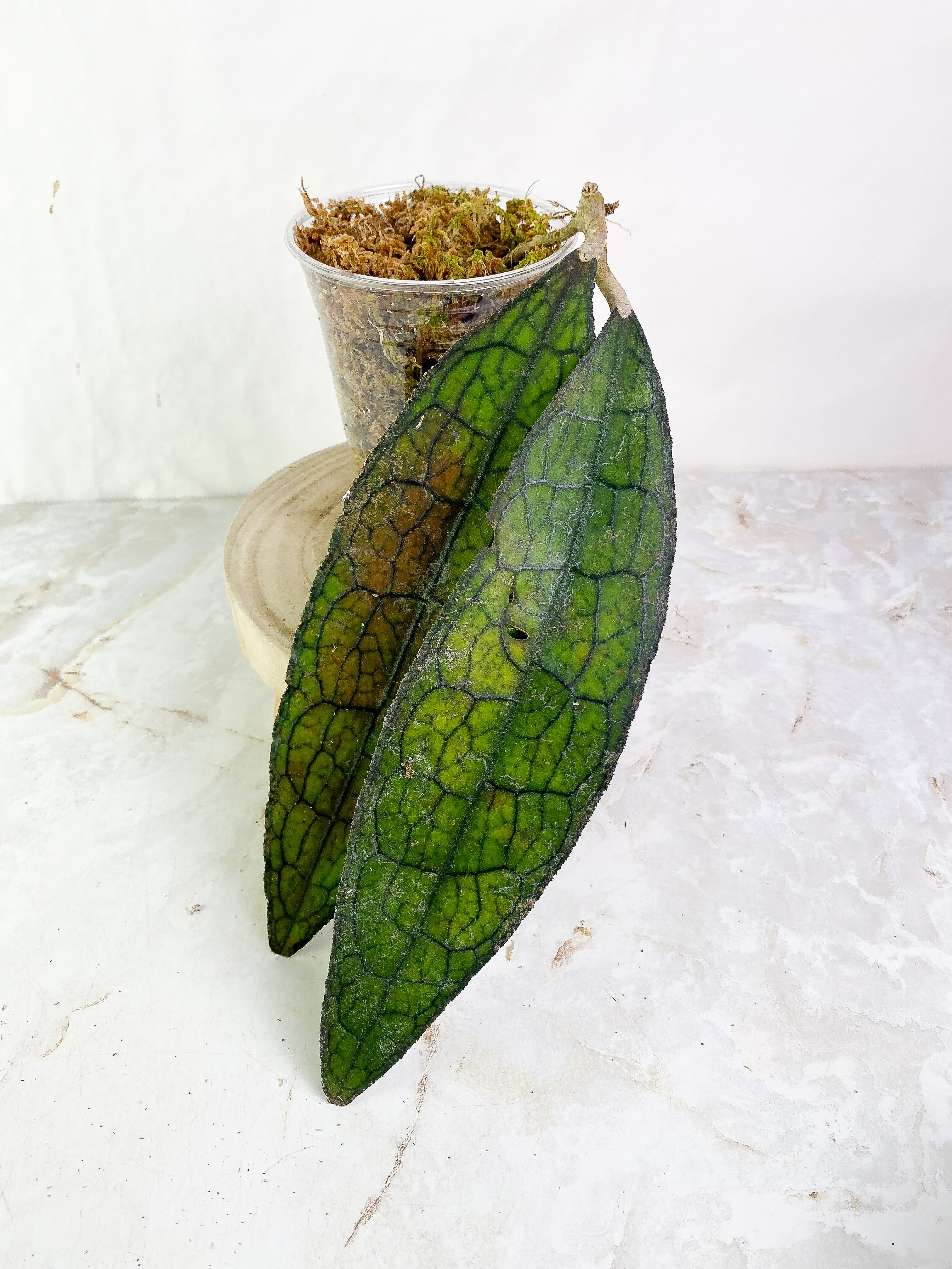 Hoya Clemensiorum 2 leaves (9" long)