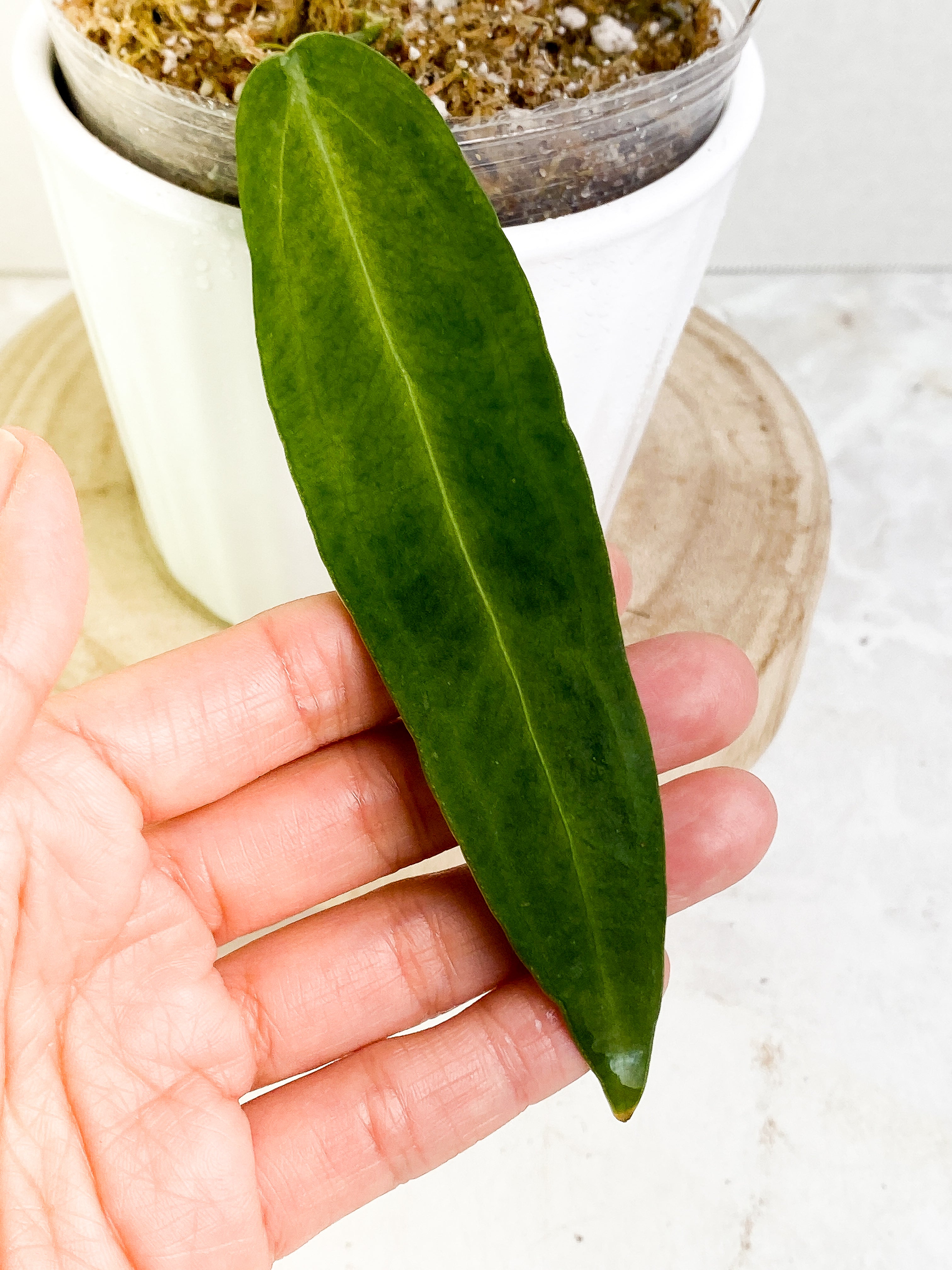 Anthurium warocqueanum narrow dark cutting with 1 leaf rooted.
