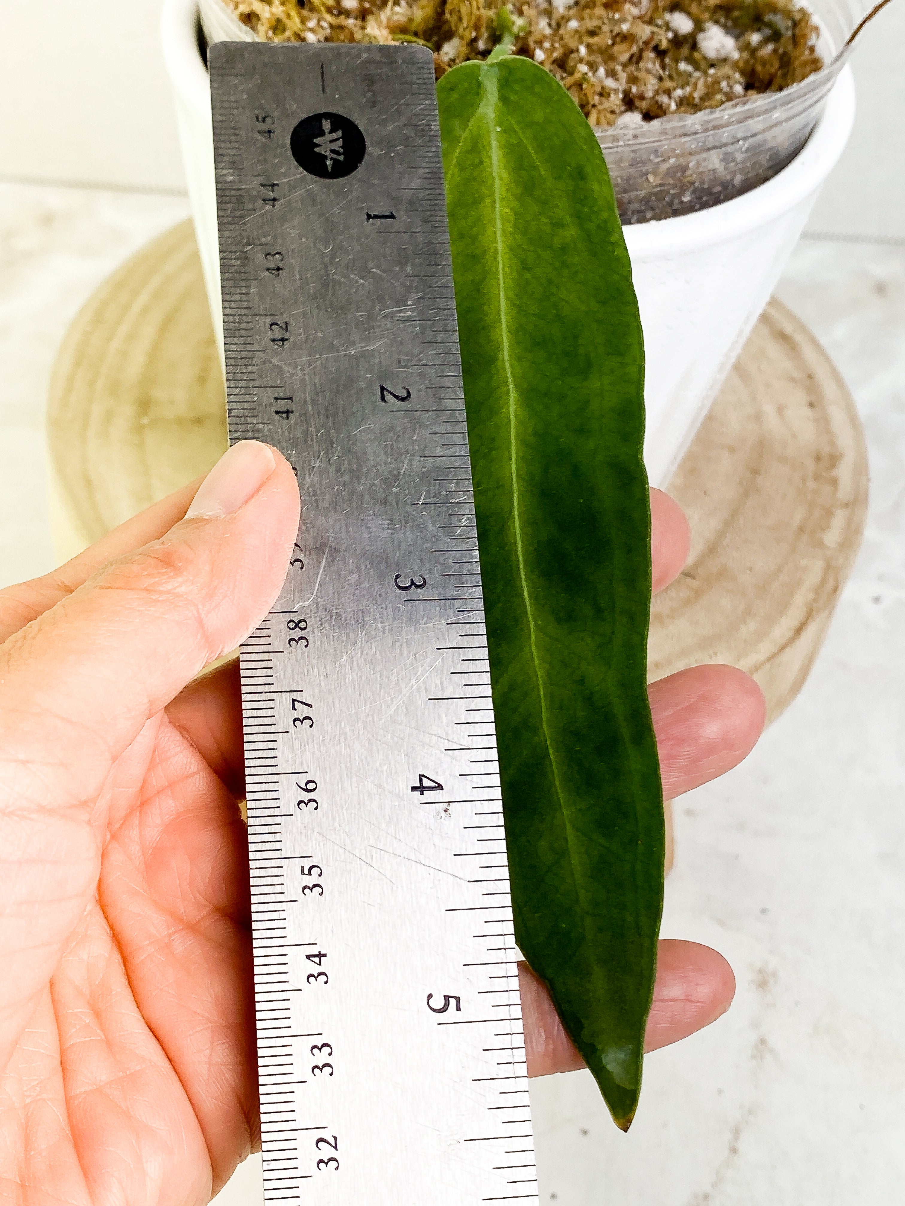 Anthurium warocqueanum narrow dark cutting with 1 leaf rooted.