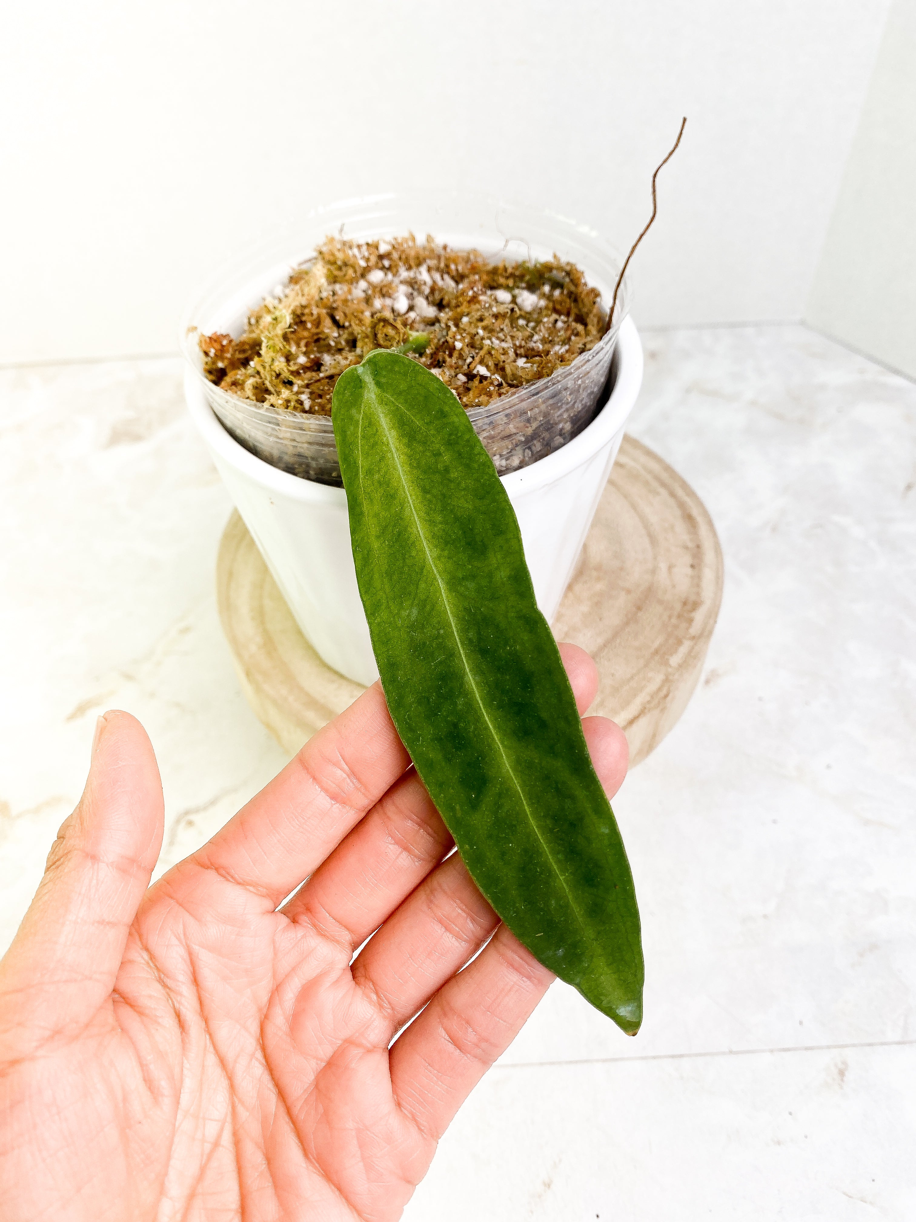Anthurium warocqueanum narrow dark cutting with 1 leaf rooted.
