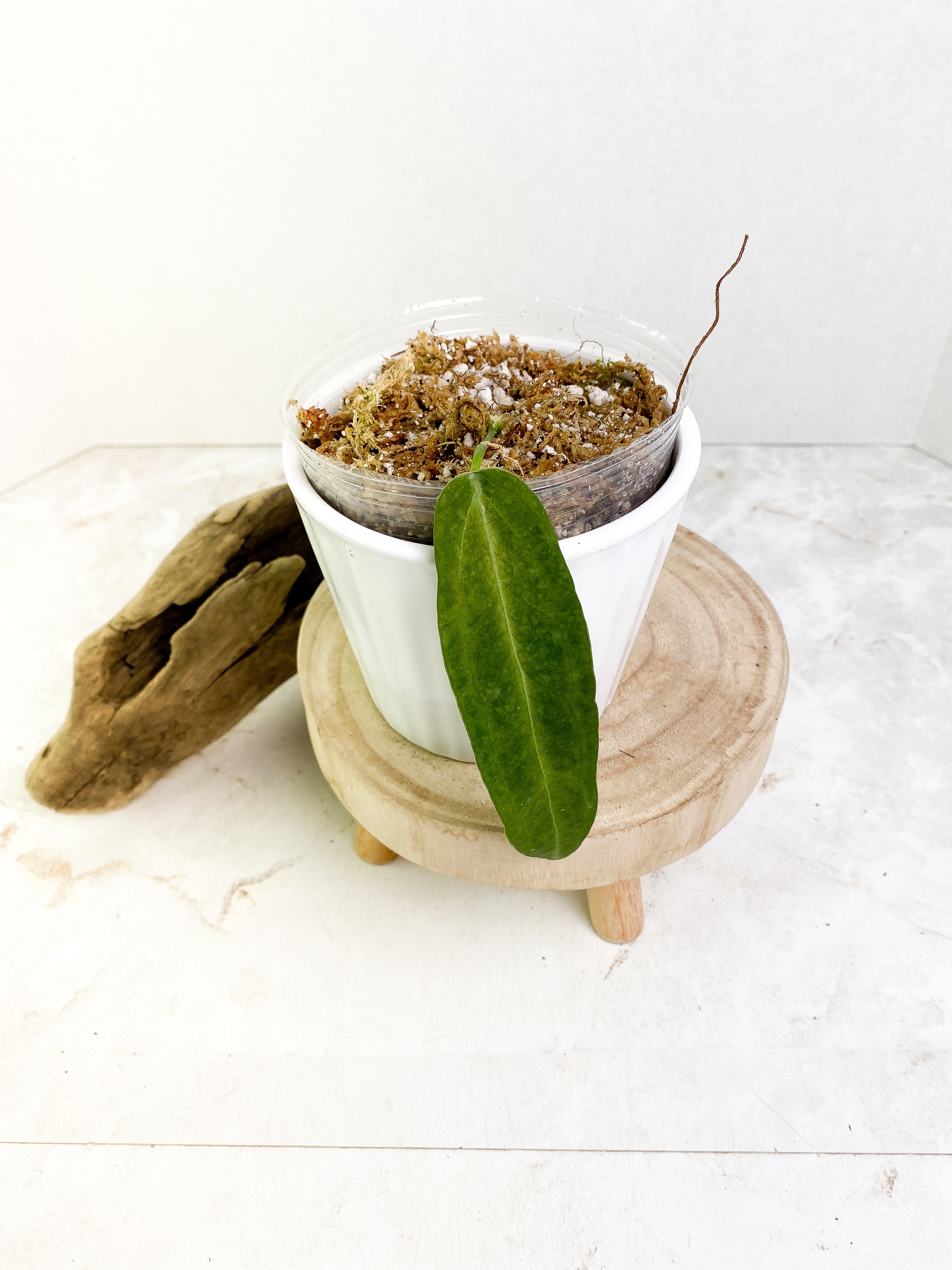 Anthurium warocqueanum narrow dark cutting with 1 leaf rooted.