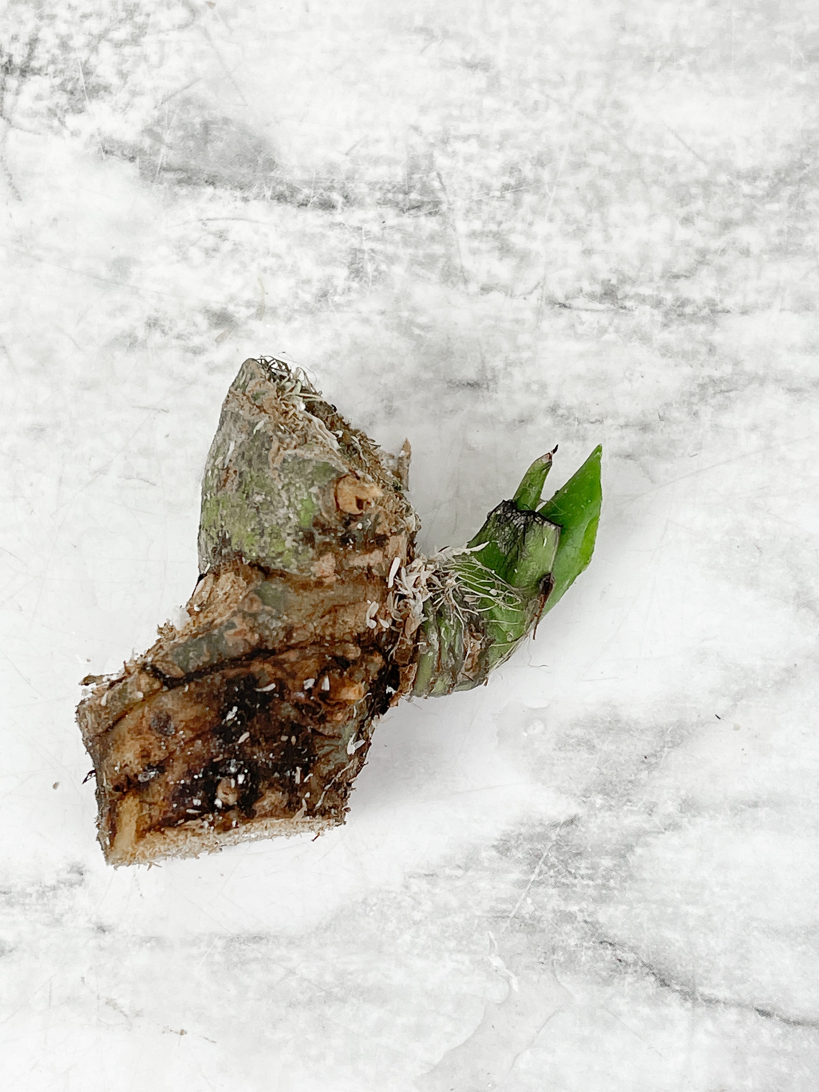 Anthurium warocqueanum (Dark and narrow) chonk unrooted with 1 new sprout