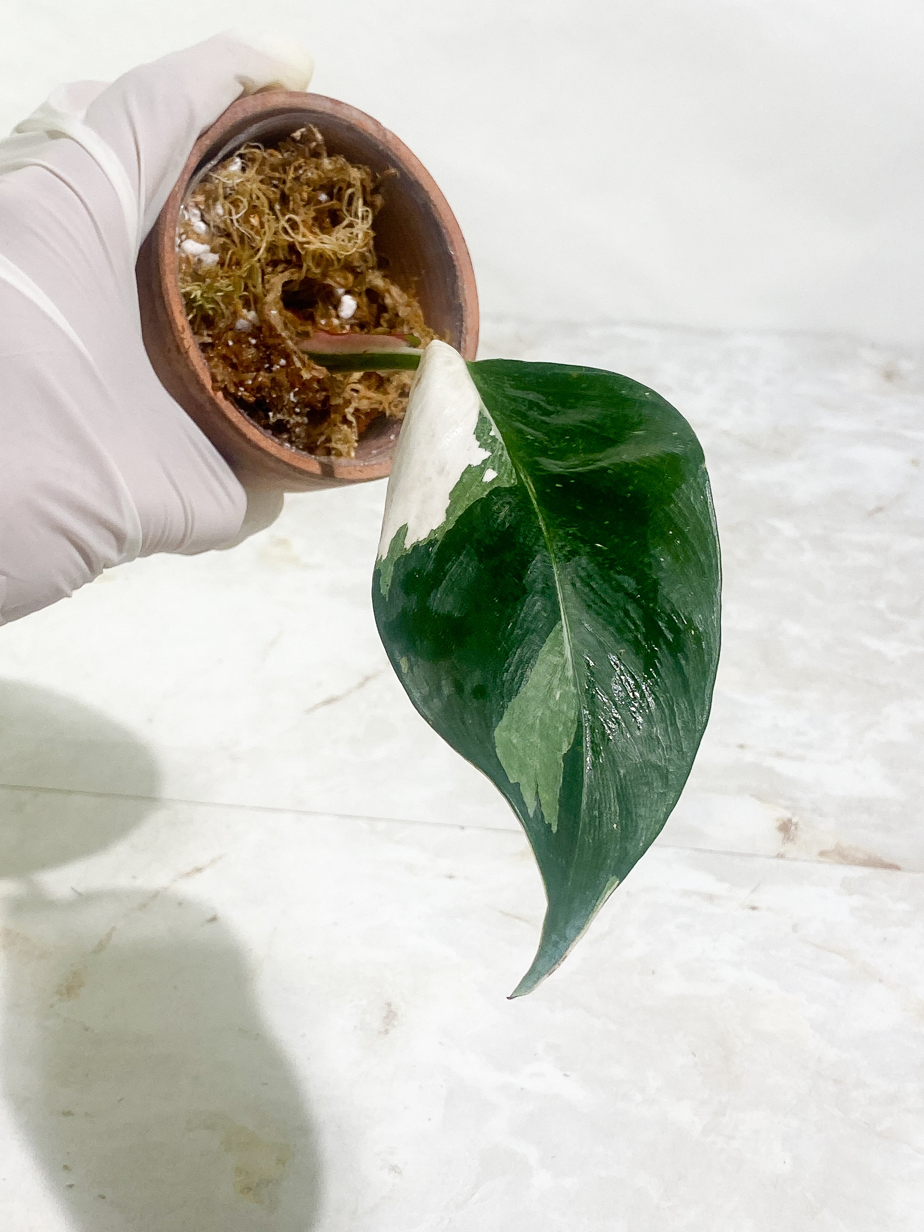 Philodendron White Princess Rooting 1 leaf dark leaf